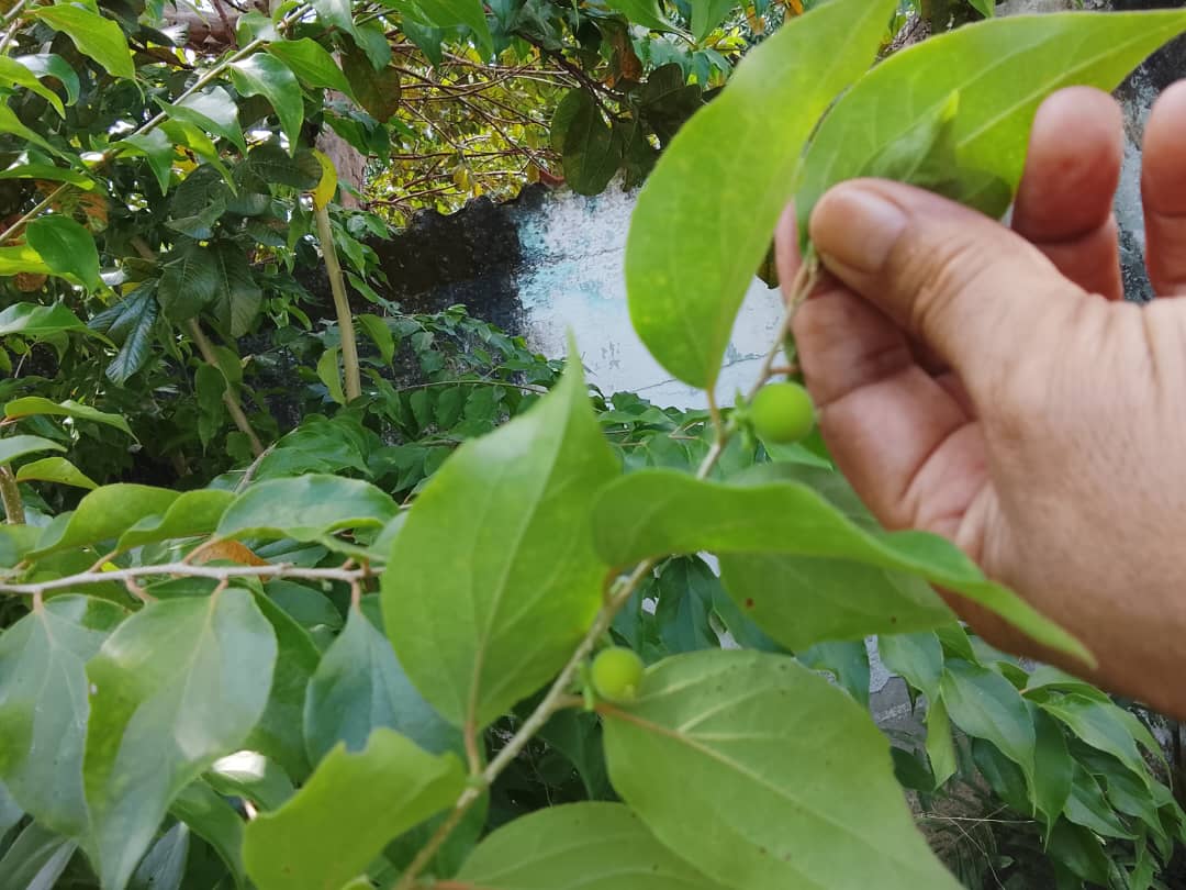 Imagen de WhatsApp 2025-10-31 a las 16.29.35_2fa8c6ee.jpg