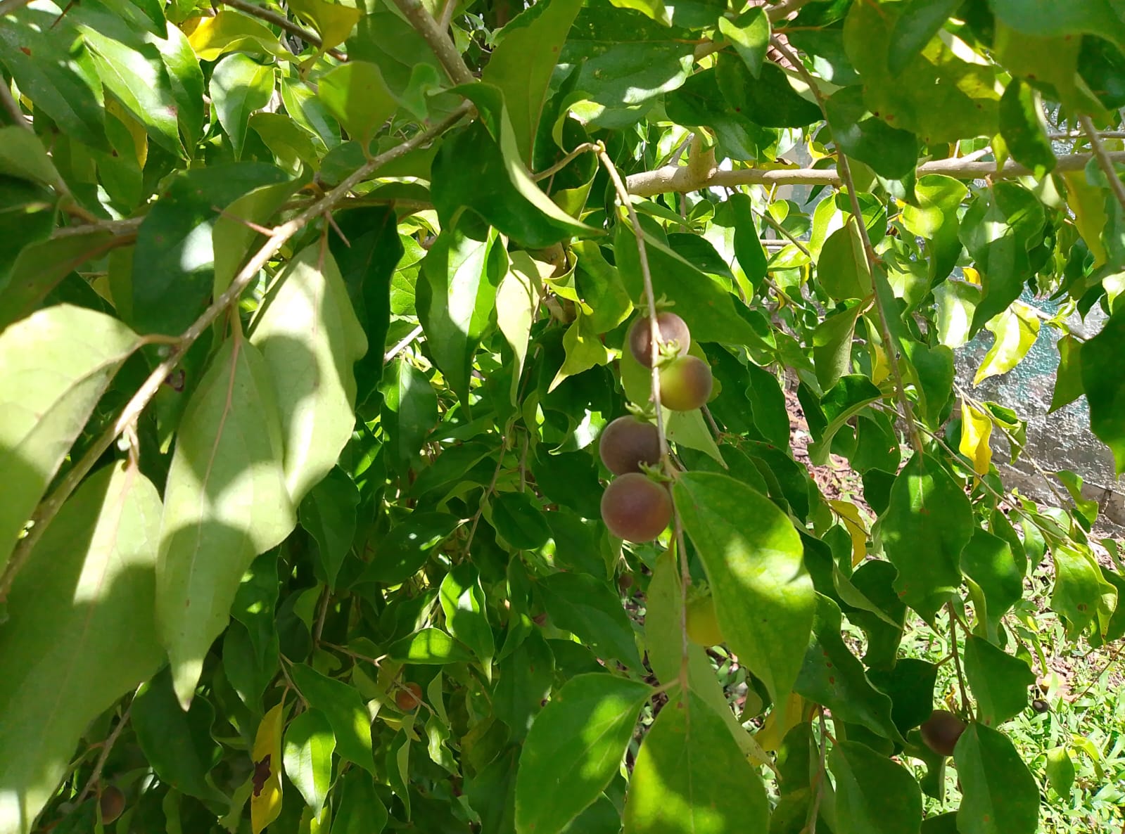 Imagen de WhatsApp 2025-10-29 a las 21.38.41_bc52d1b4.jpg