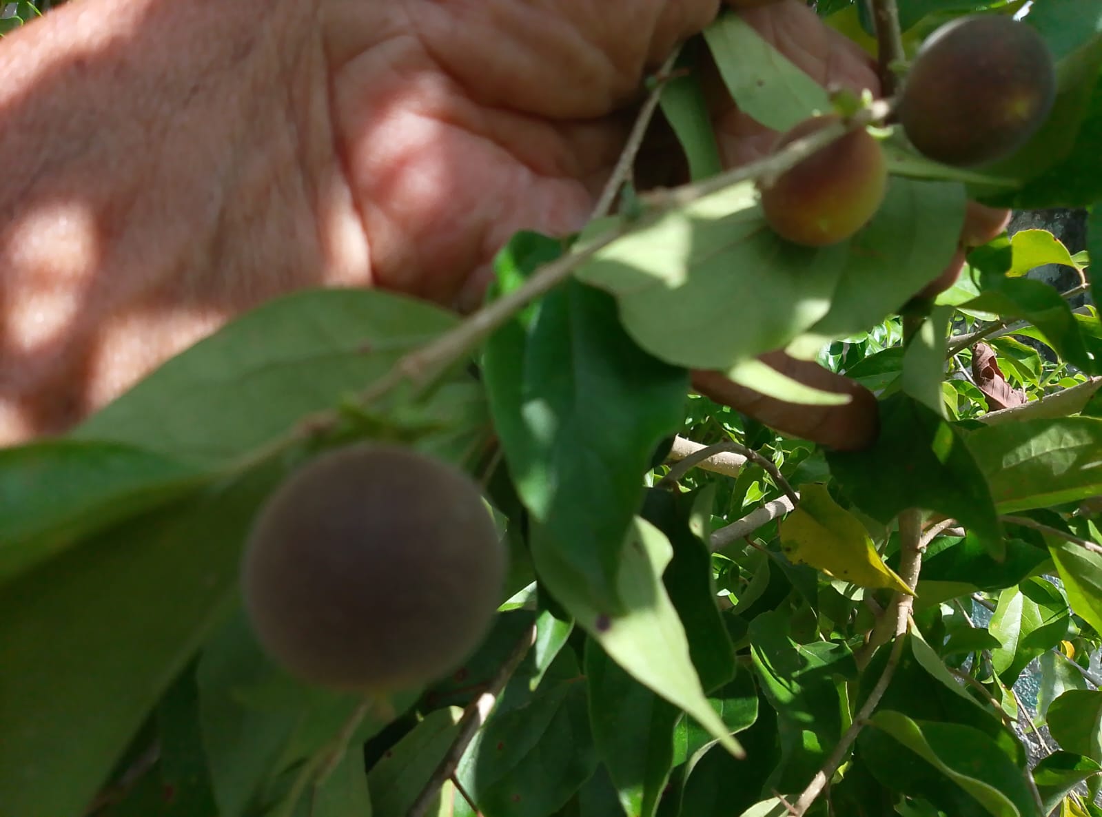 Imagen de WhatsApp 2025-10-29 a las 21.38.42_b8d2ebbb.jpg