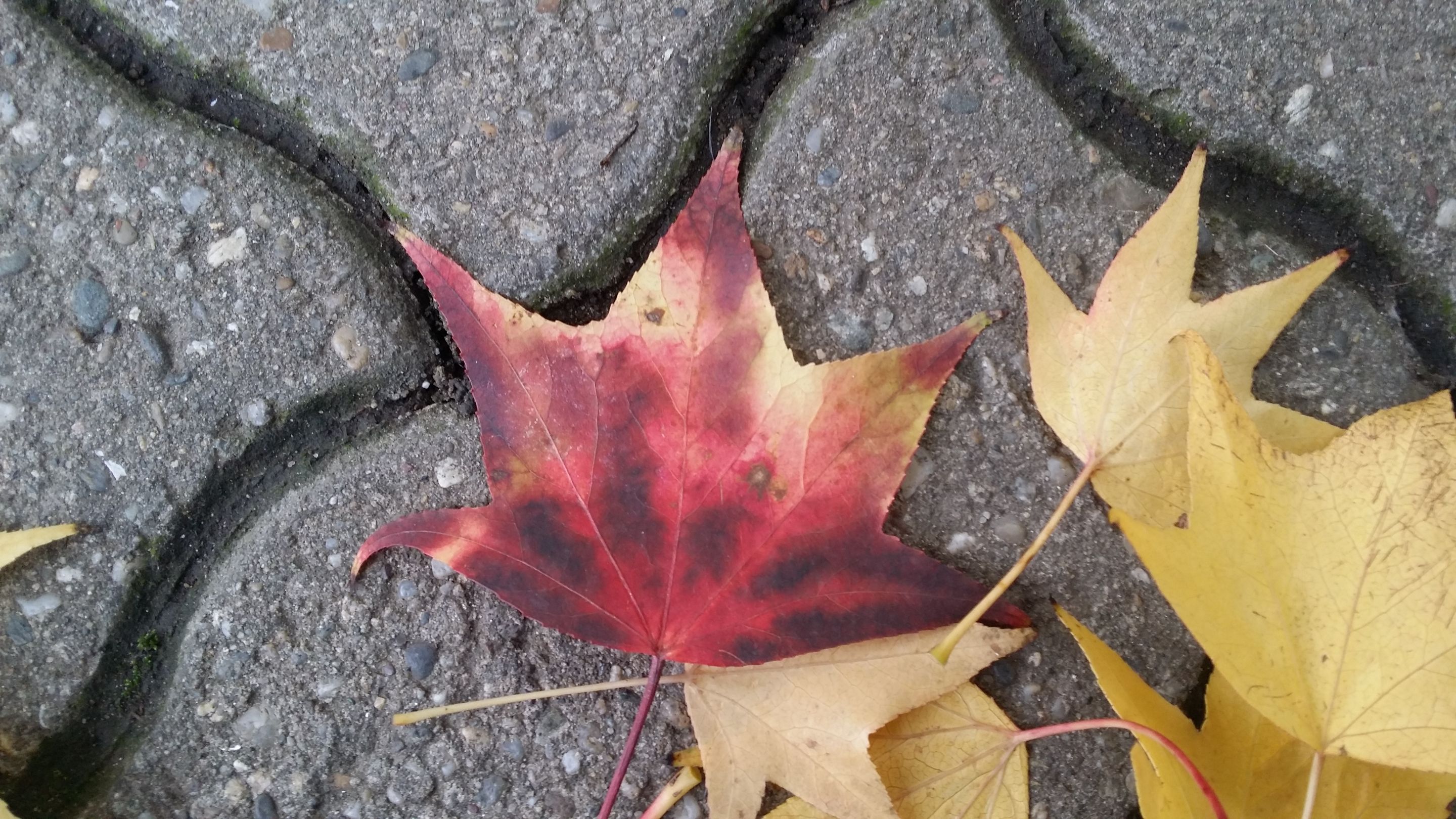 20201104_142032.jpg