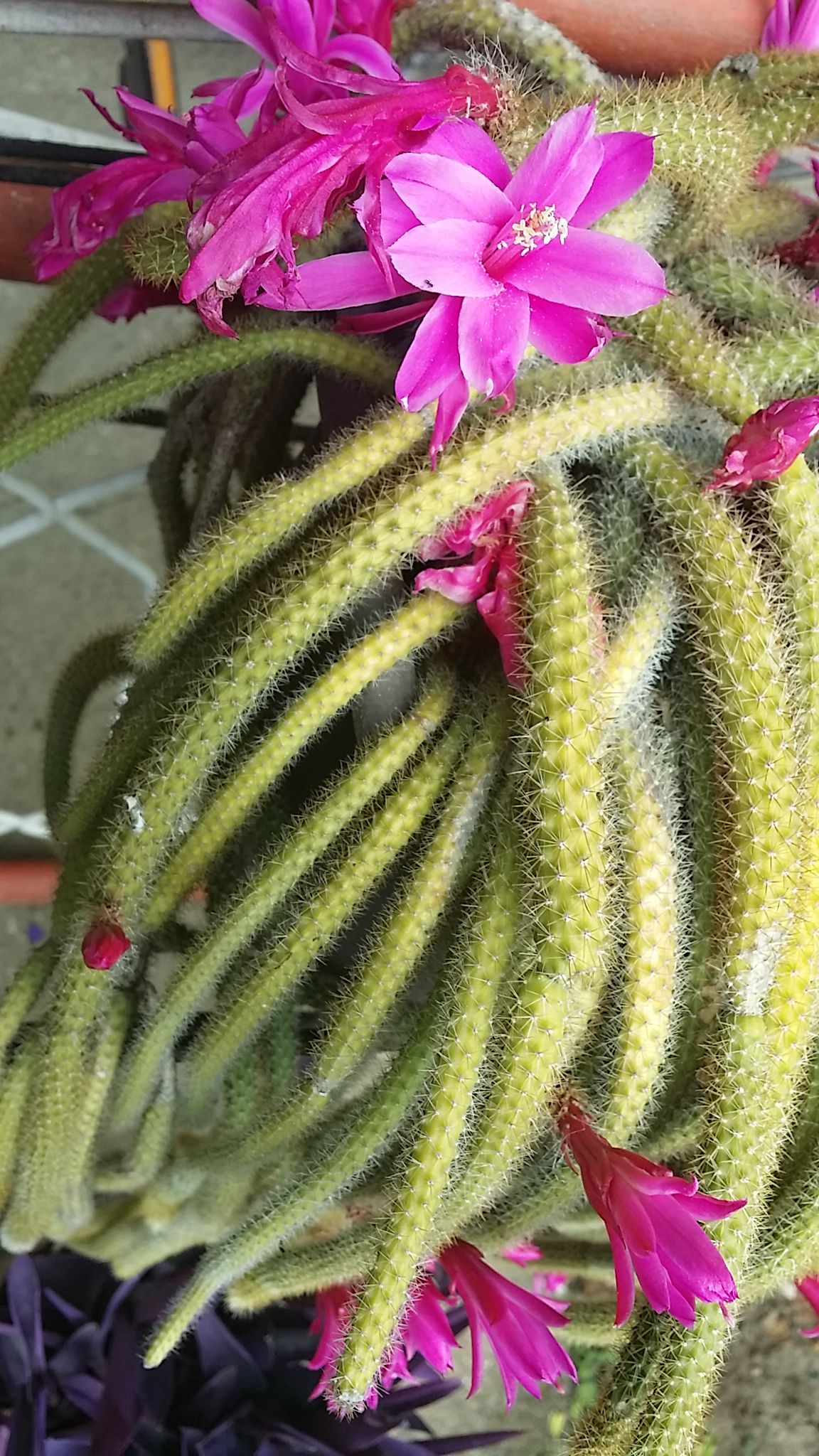 20210612_155117.jpg
