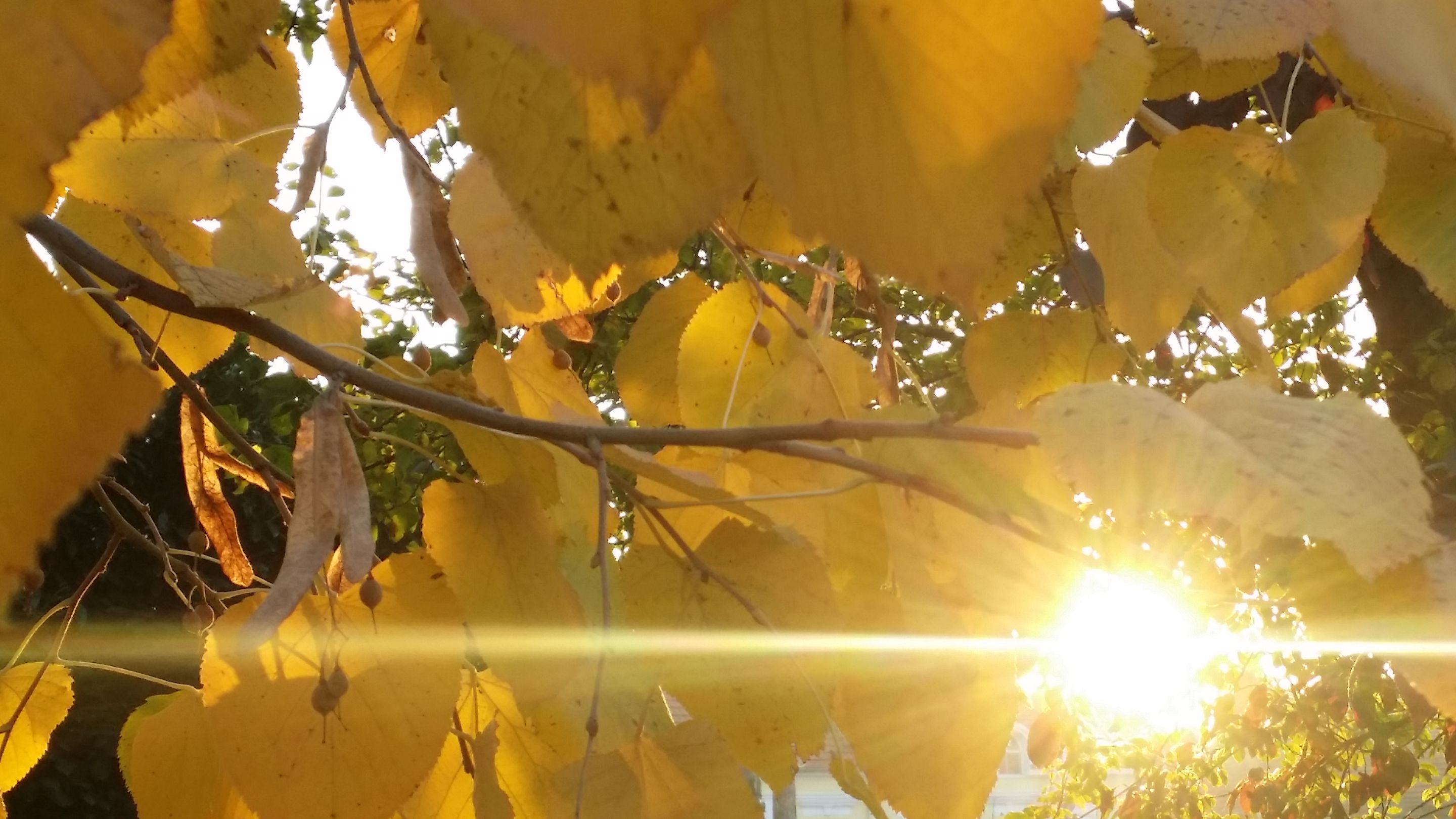 20201125_152101.jpg