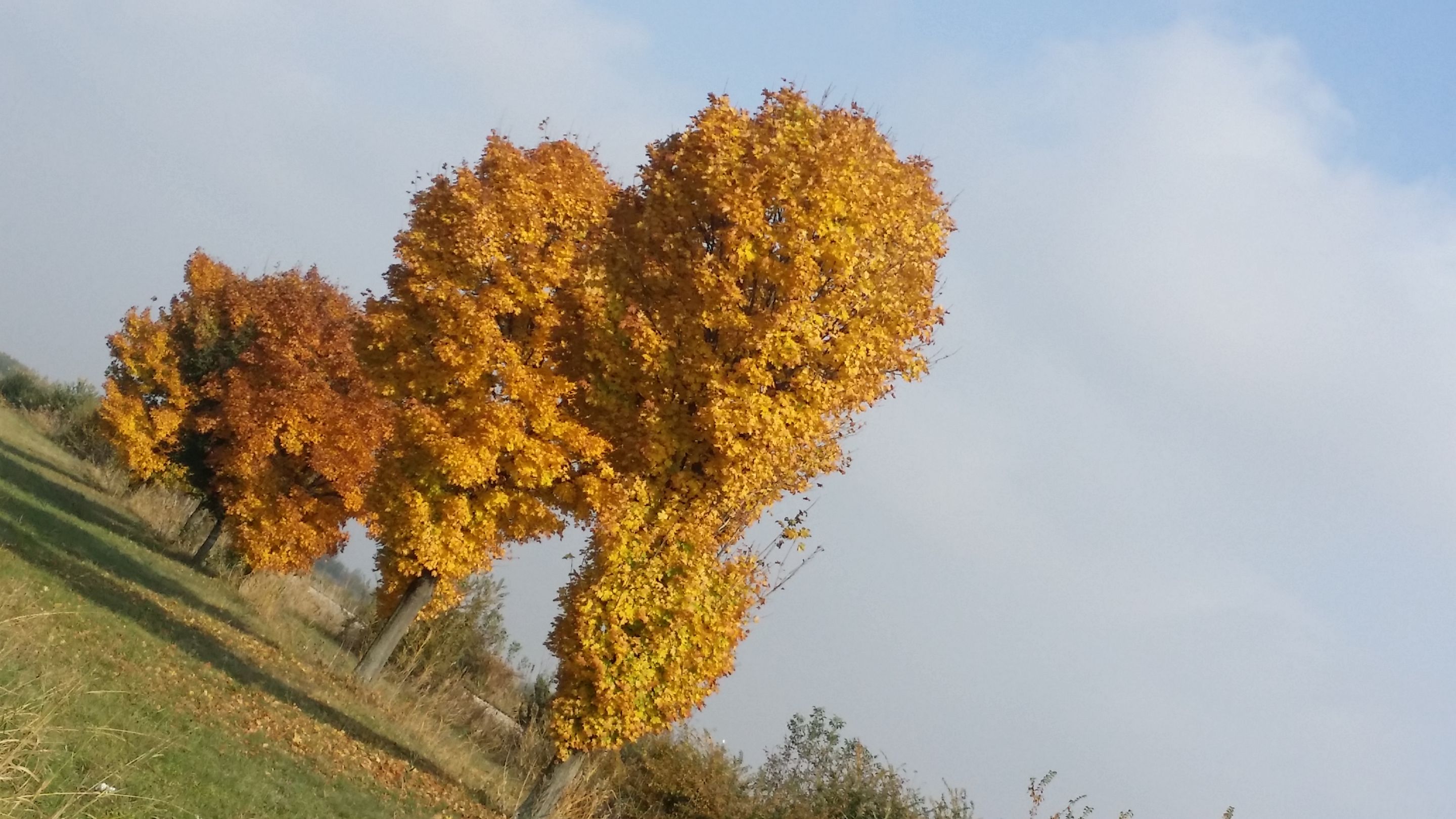 20201029_122202.jpg