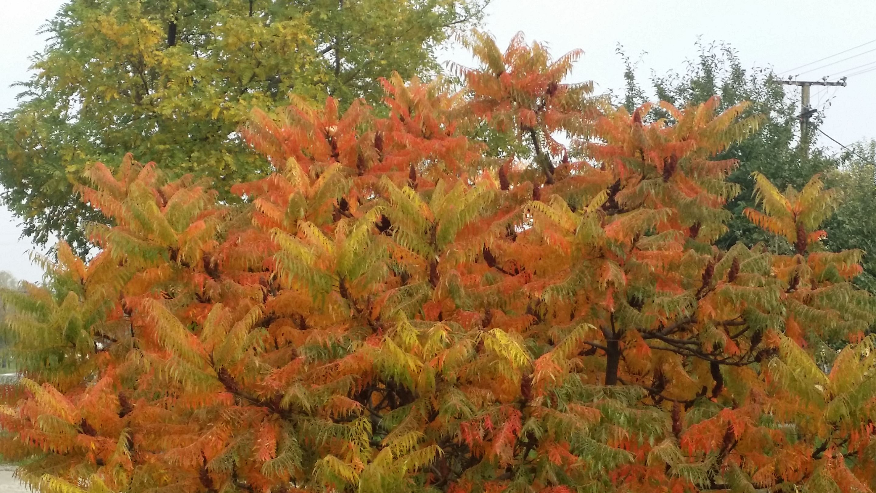 20201029_123150.jpg