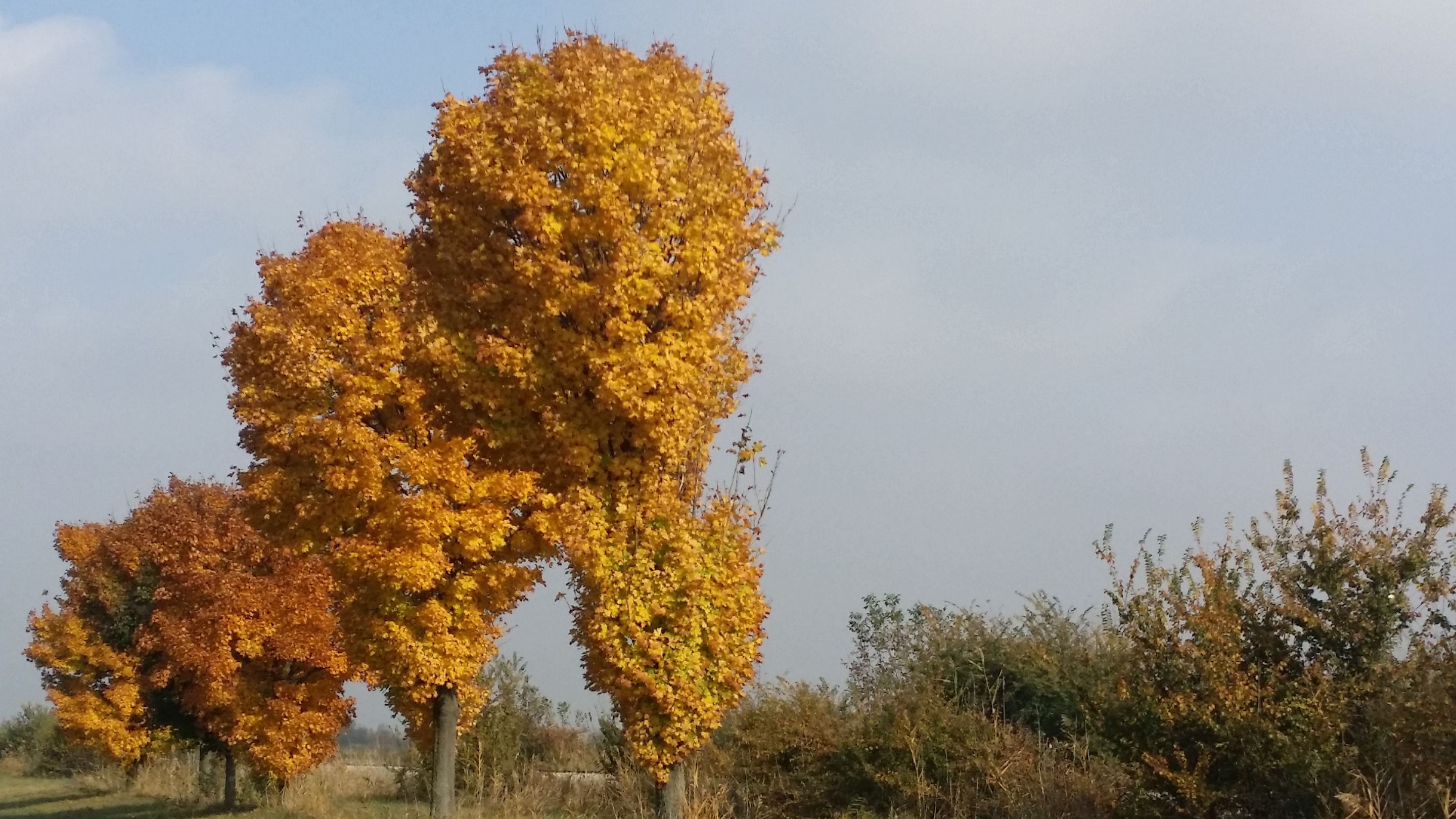 20201029_122156.jpg