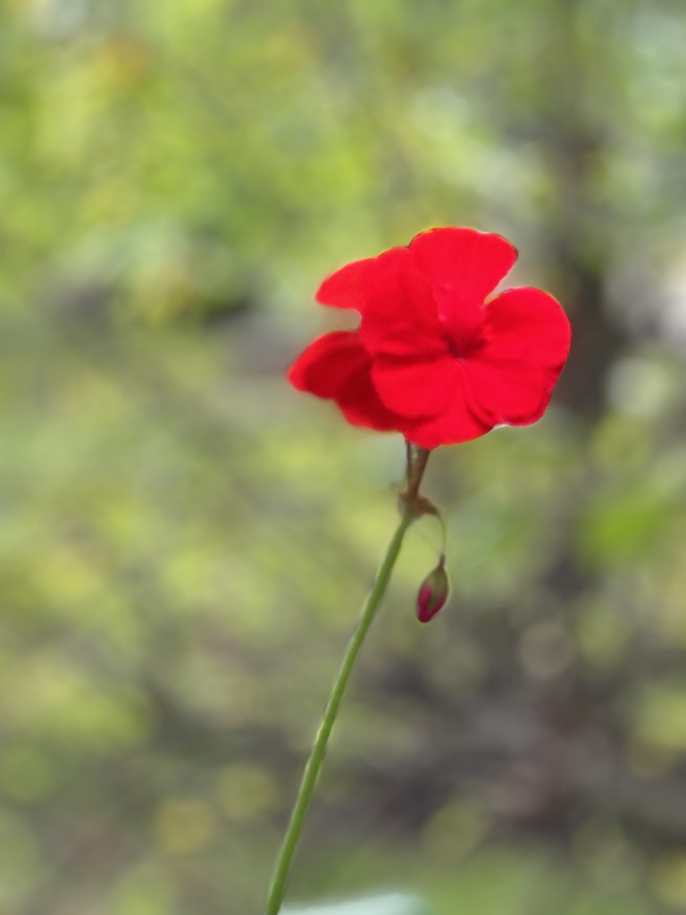 086A3884-F76B-4026-A07D-0B64E0738D57_1_105_c.jpeg