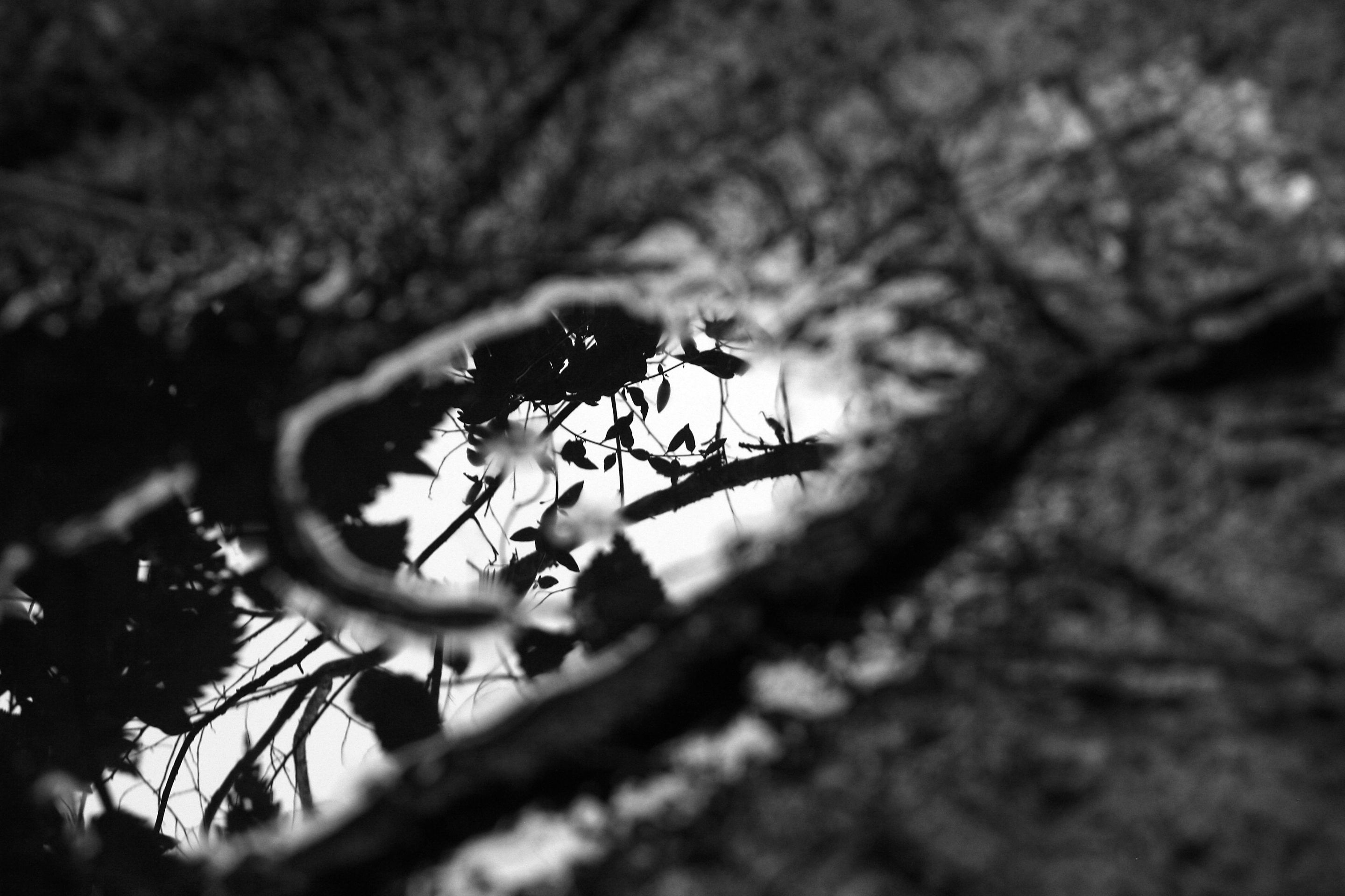 bw abstract IMG_3503.jpg