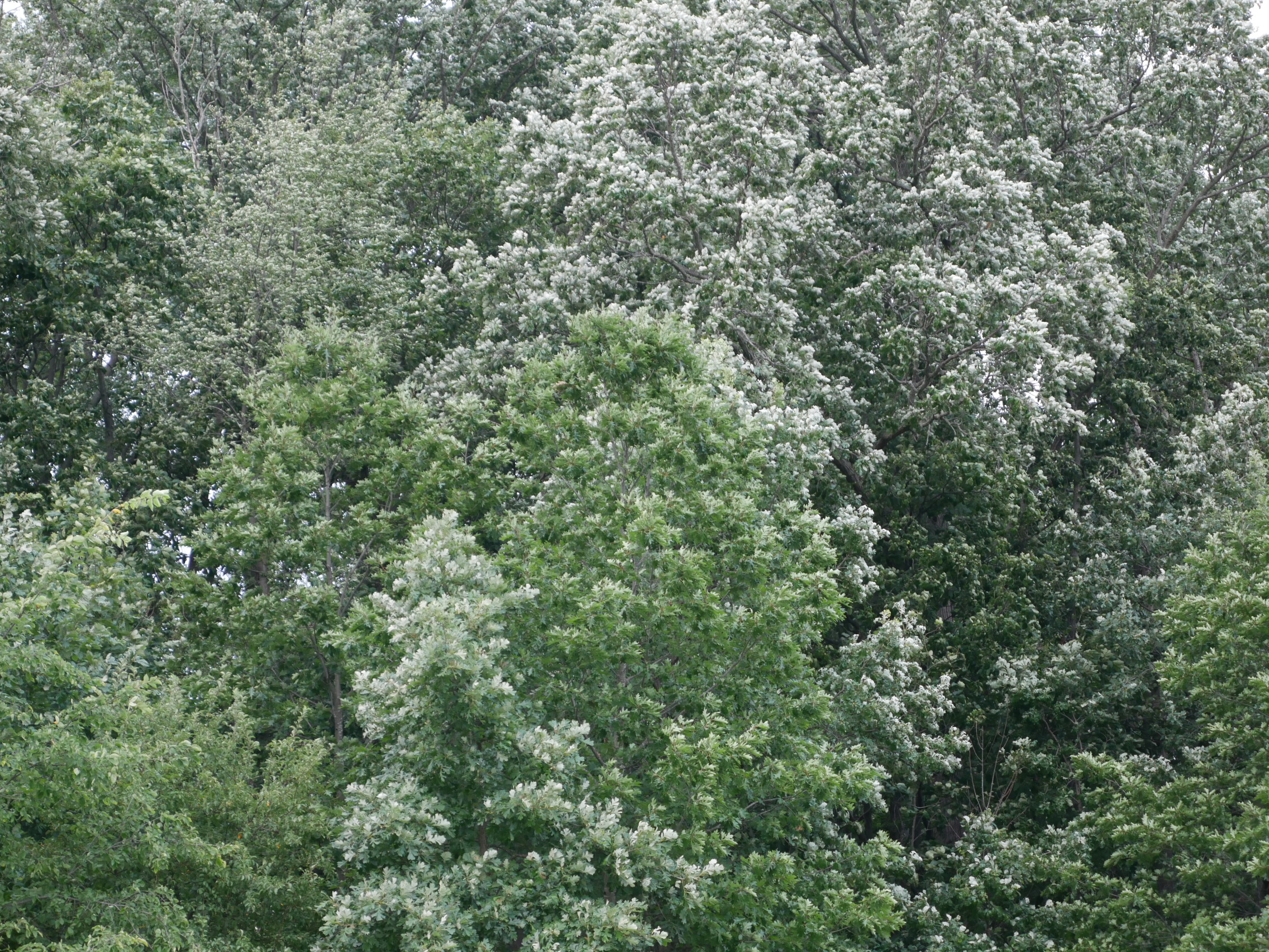 P1100085.JPG