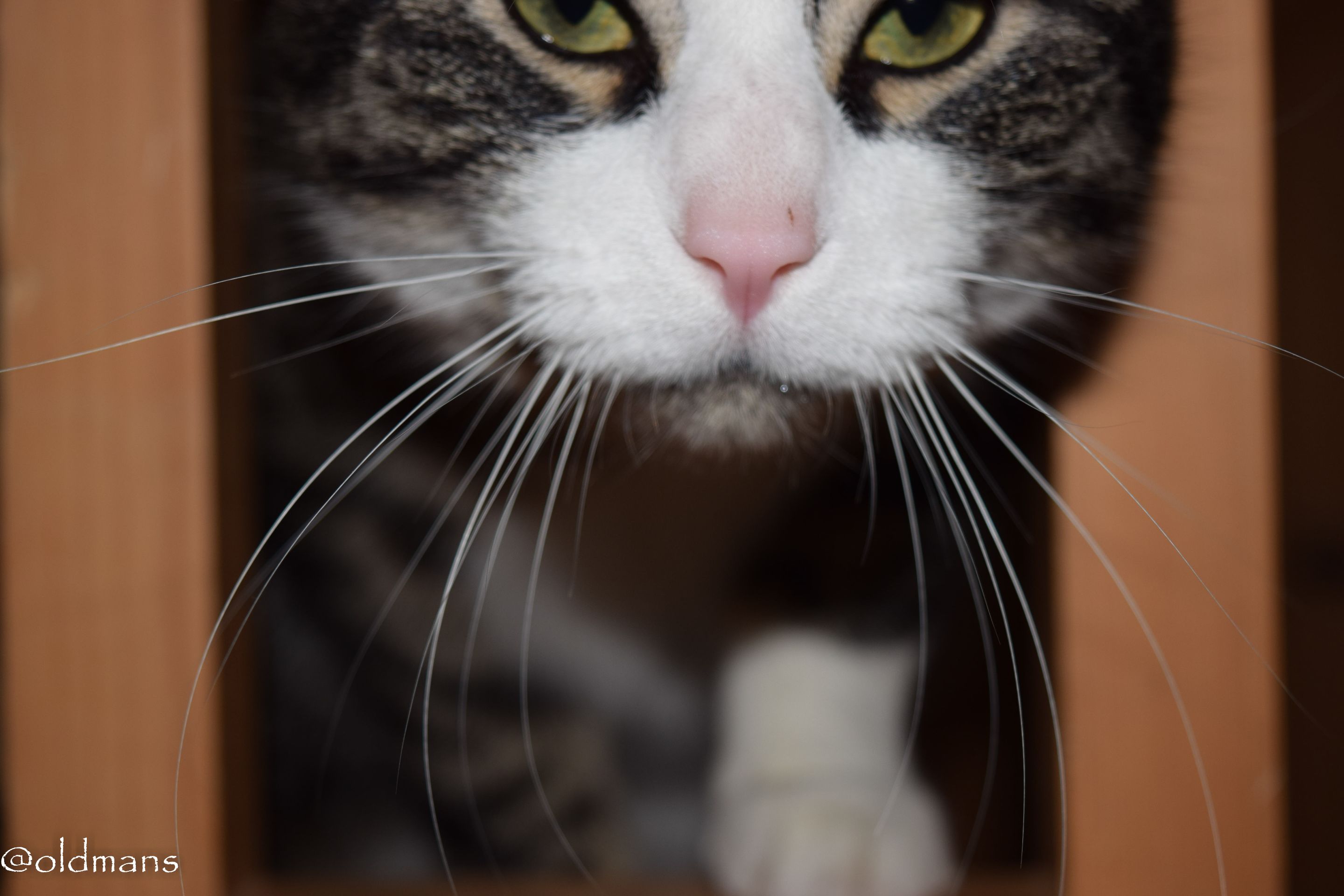 cat-1.JPG