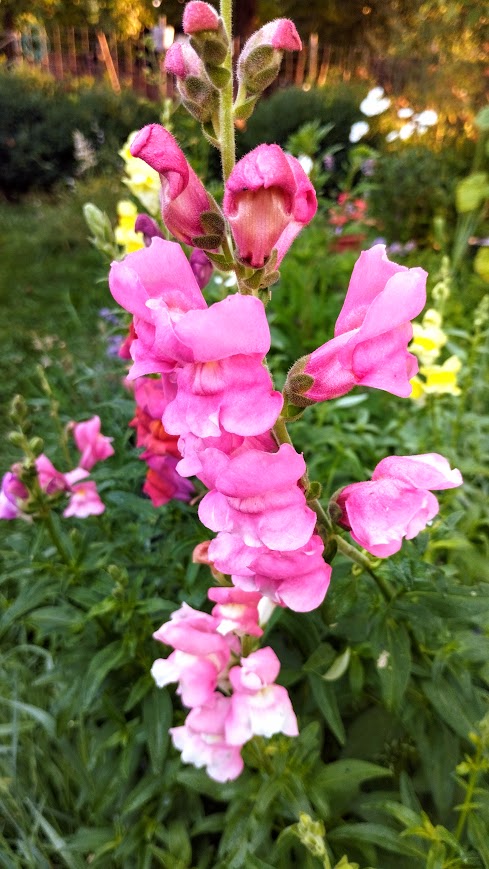 IMG_20250717_065523.jpg