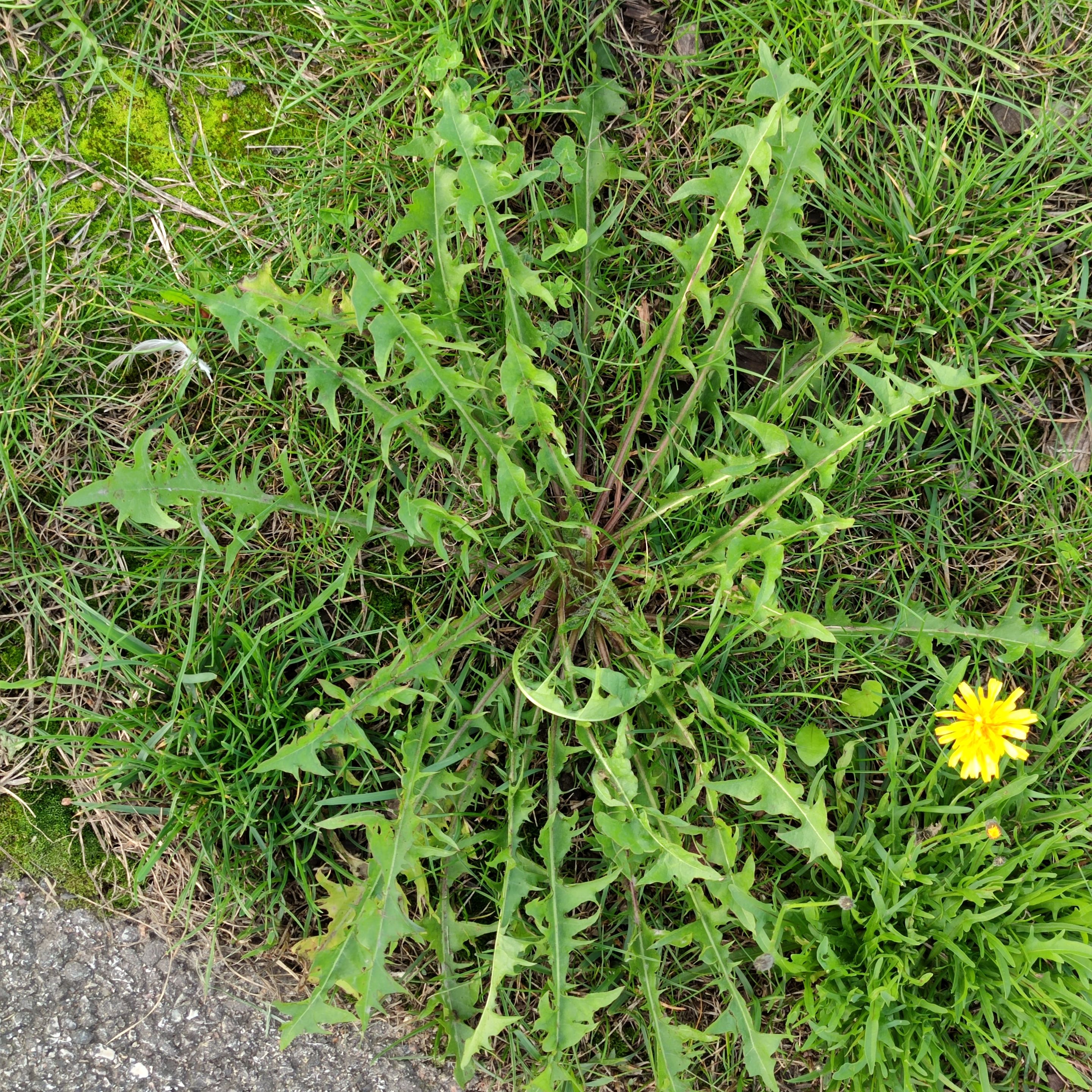 IMG_20210829_141305.jpg