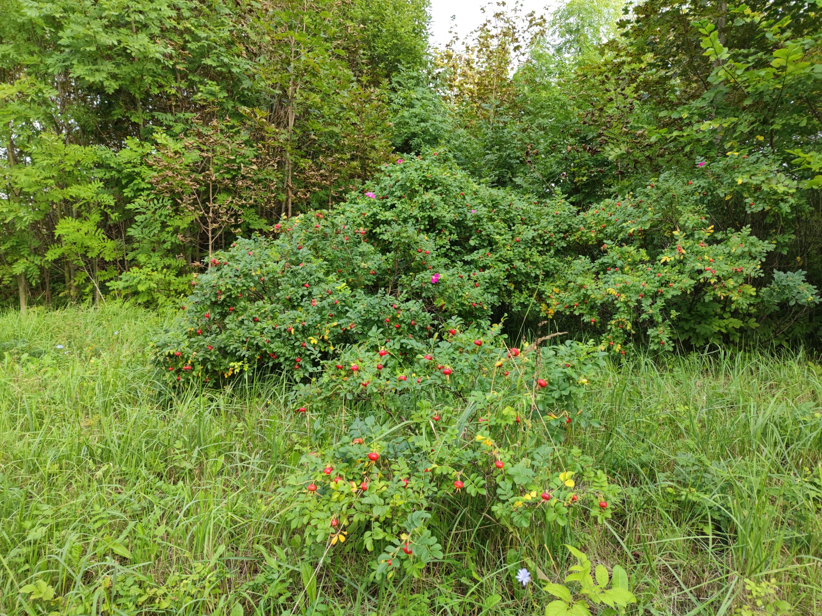 IMG_20210828_172547.jpg