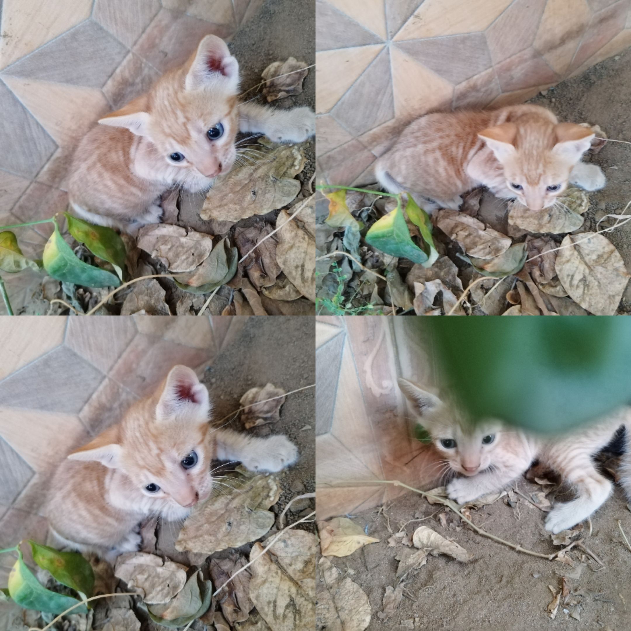Collage_20221105_091418.jpg