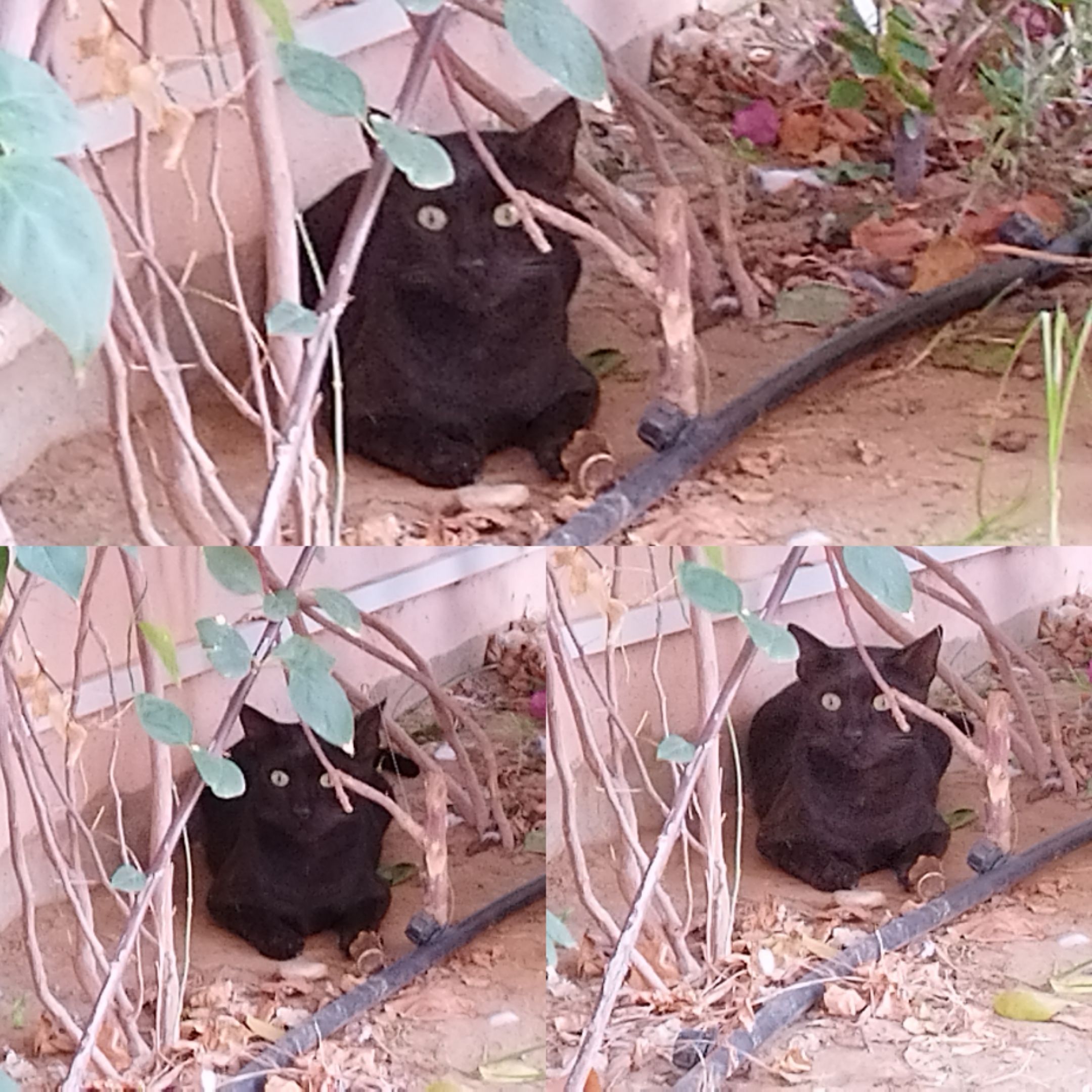 Collage_20221105_091657.jpg