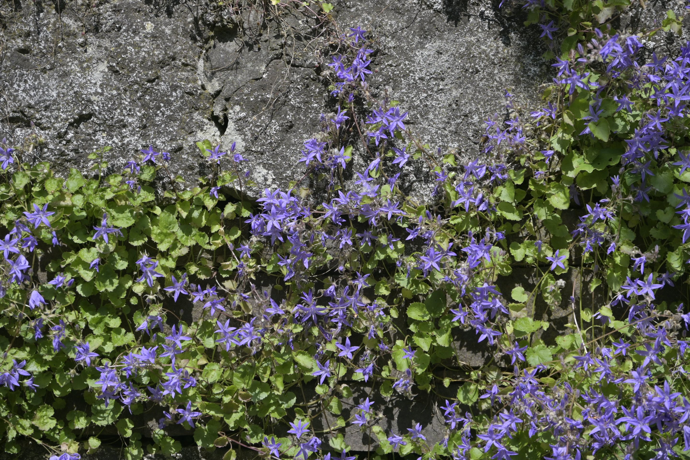 _DSC8043.JPG