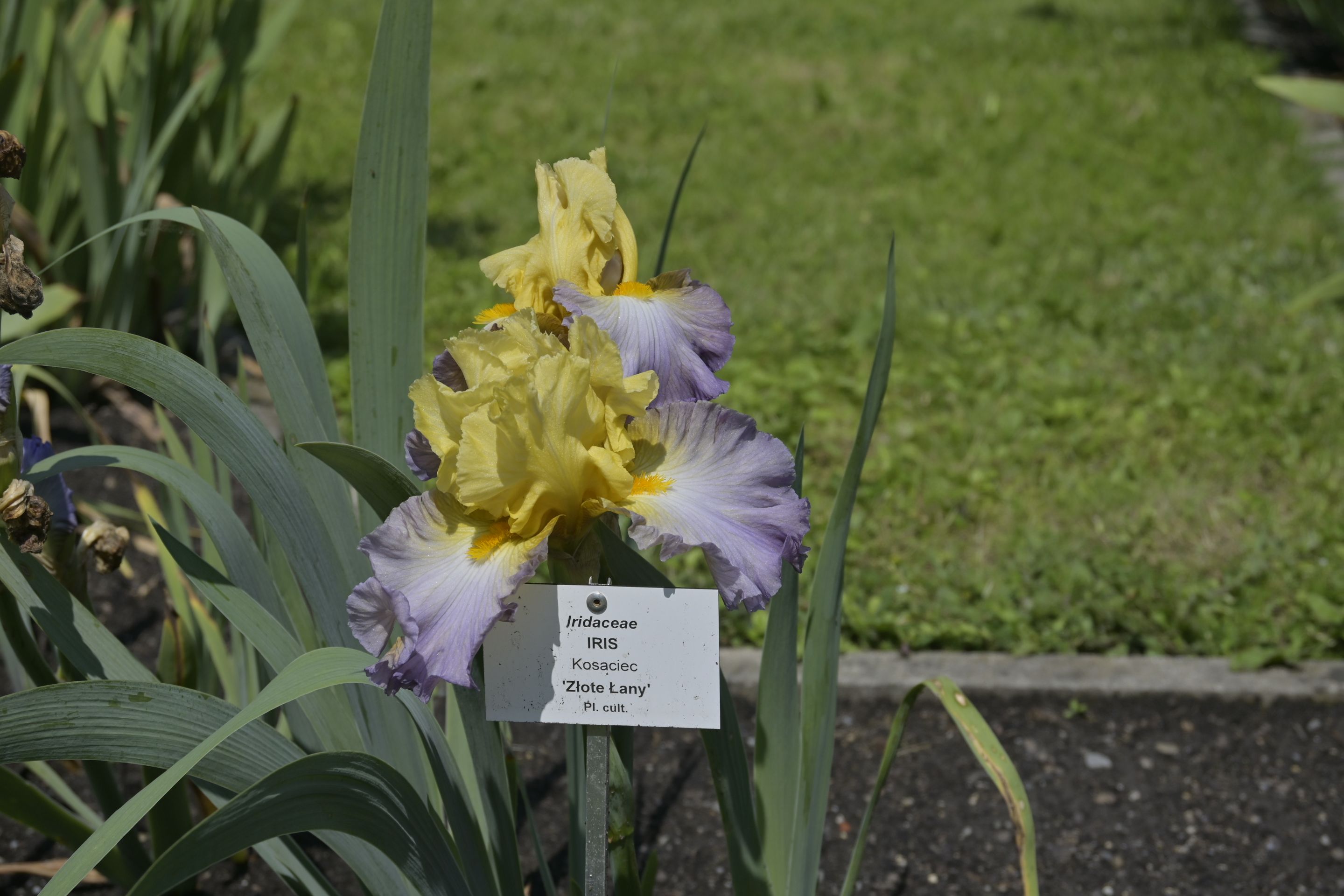 _DSC7965.JPG