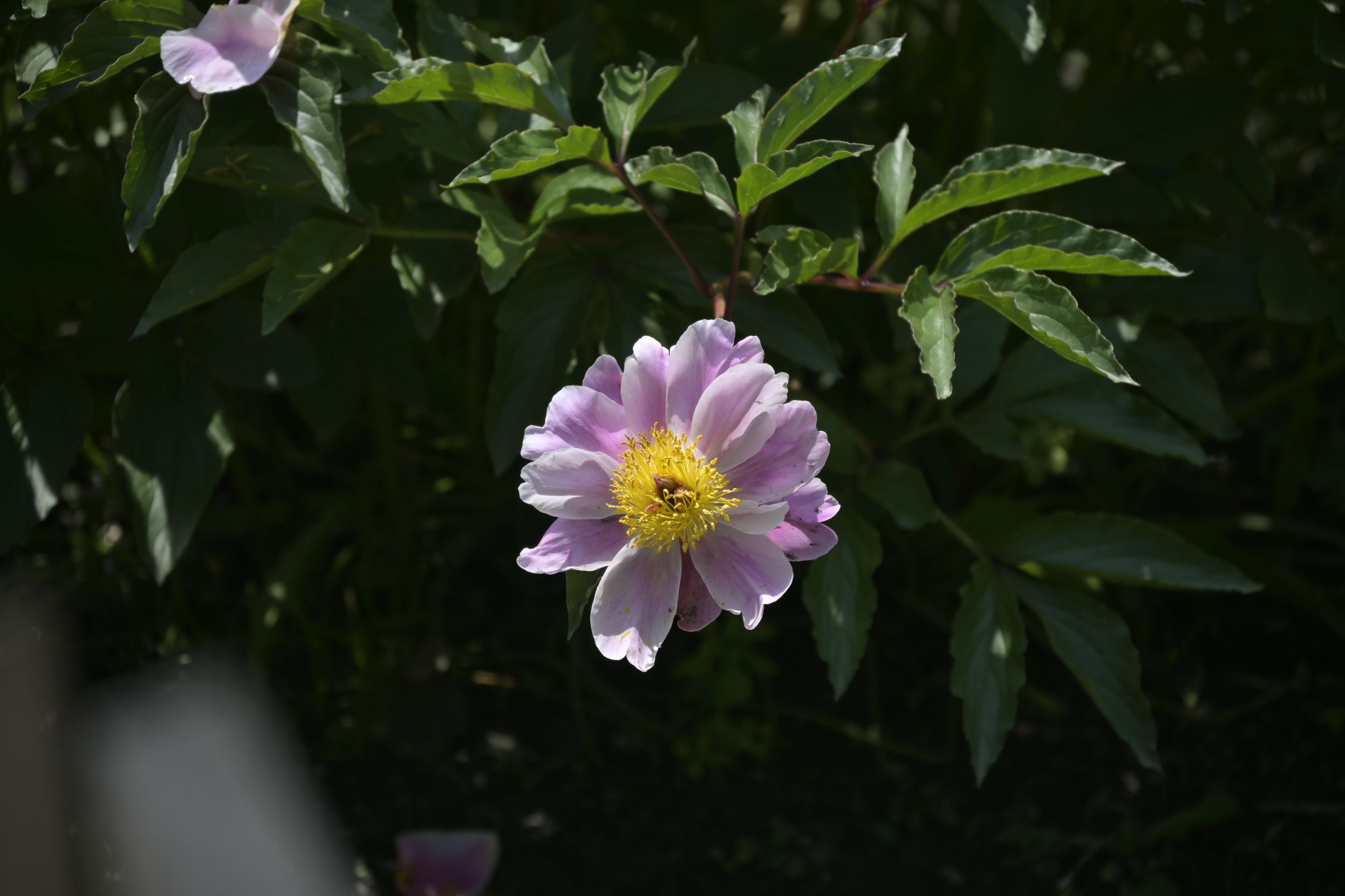 _DSC8042.JPG