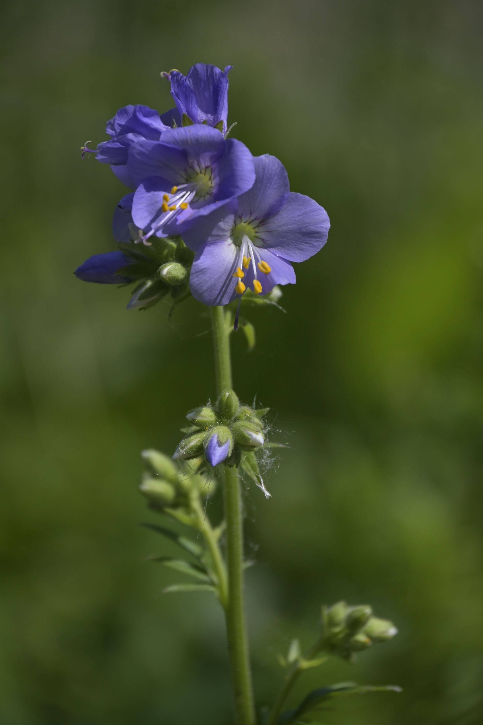 _DSC7955.JPG