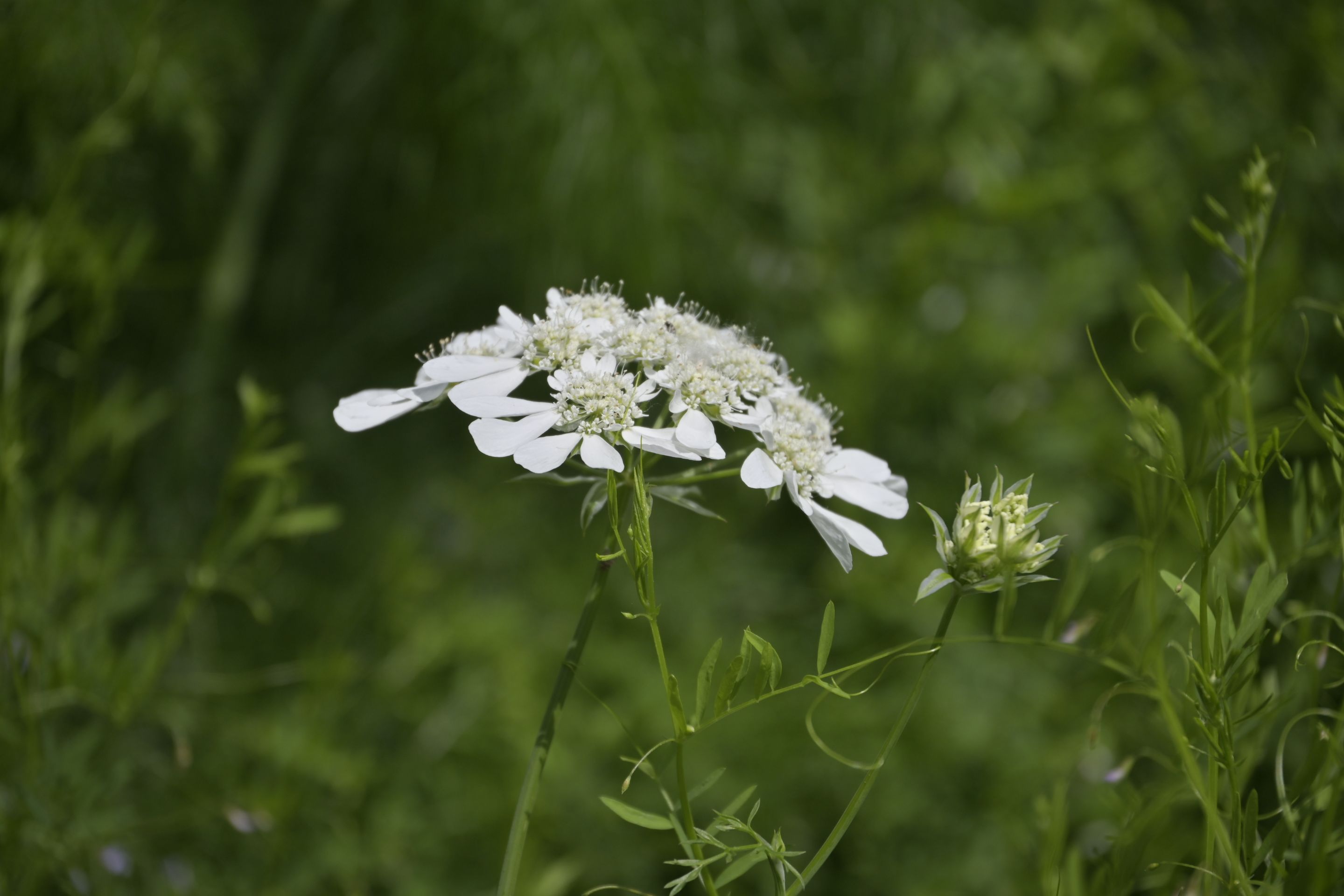 _DSC7950.JPG