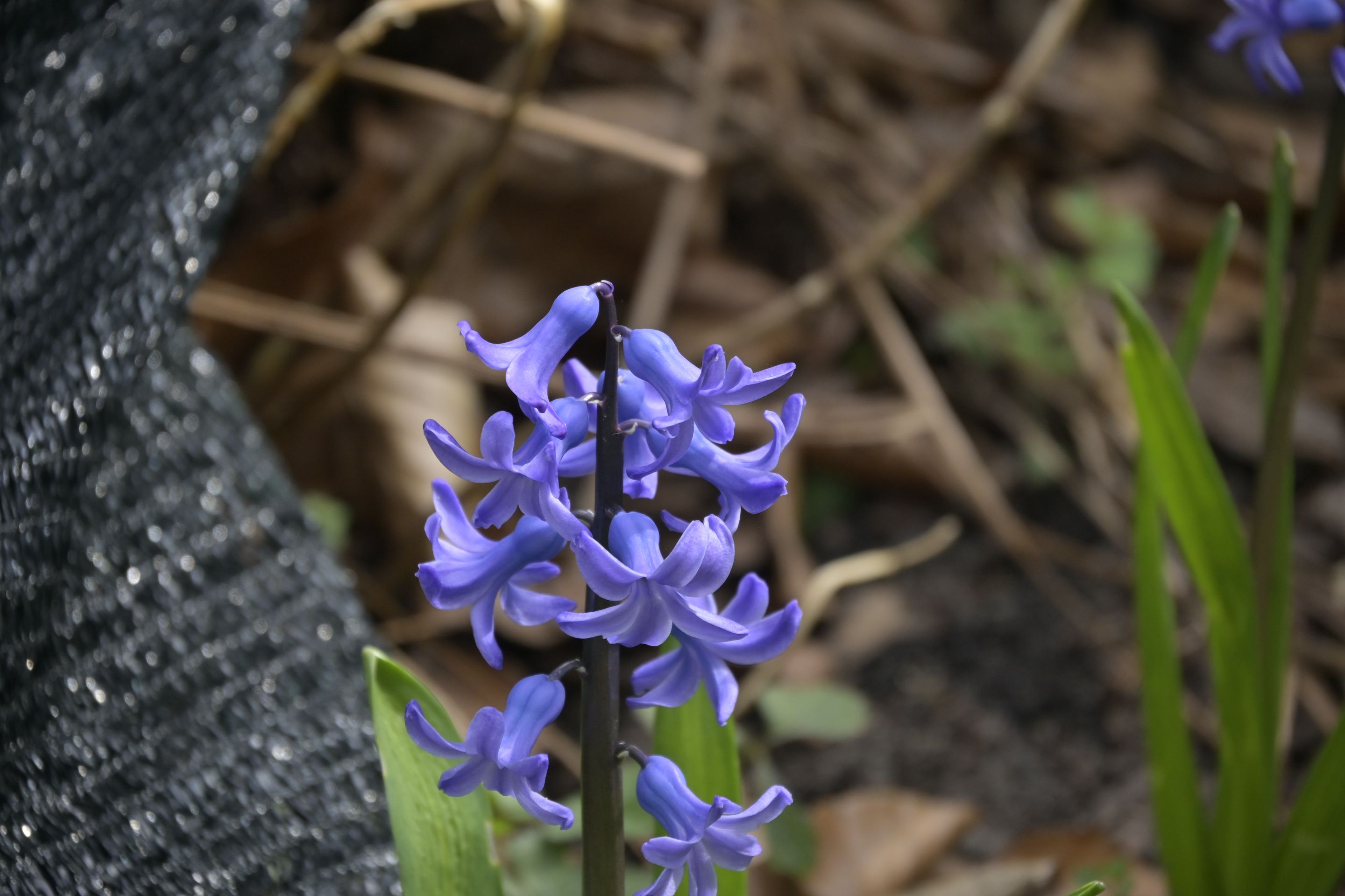 _DSC6534.JPG