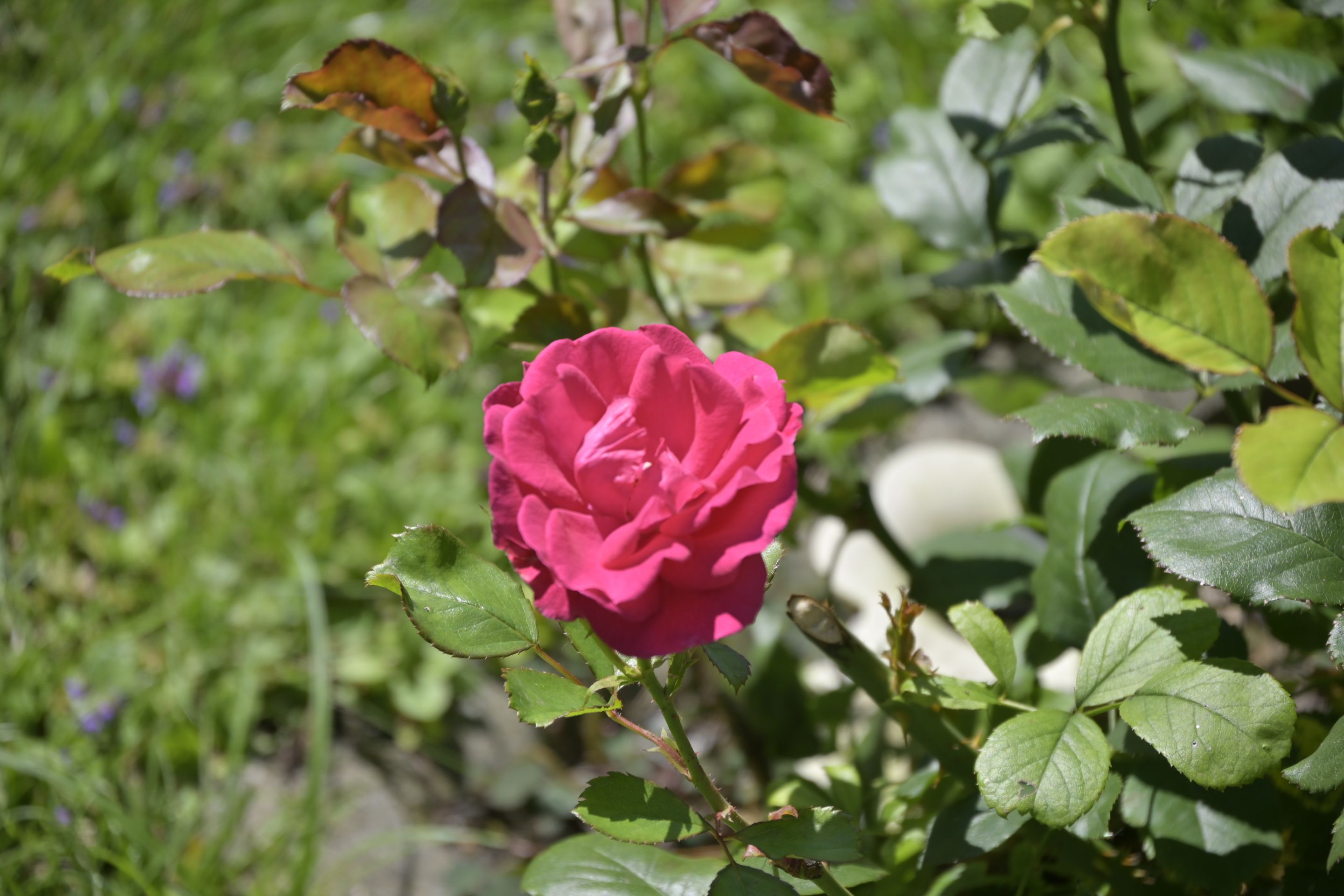 _DSC8811.JPG