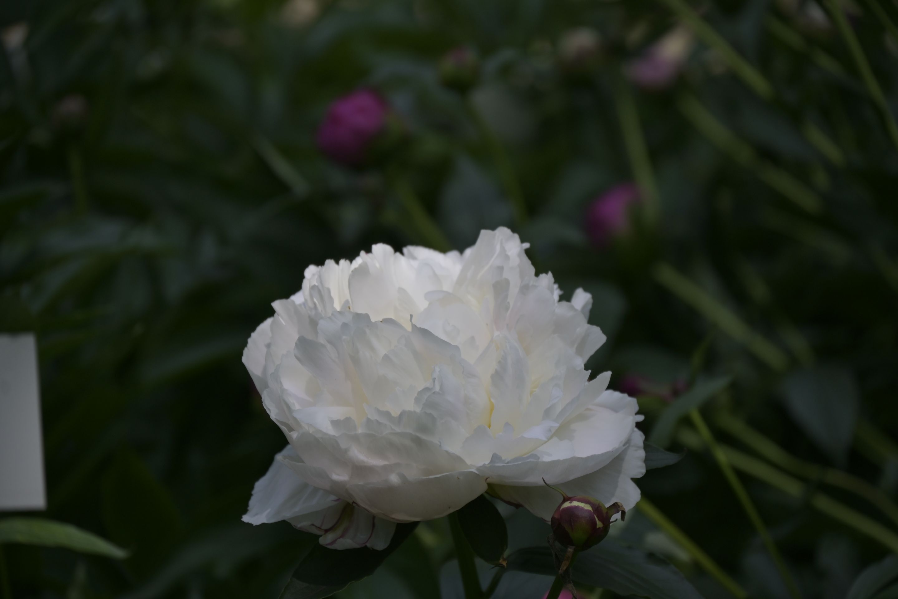 _DSC8001.JPG