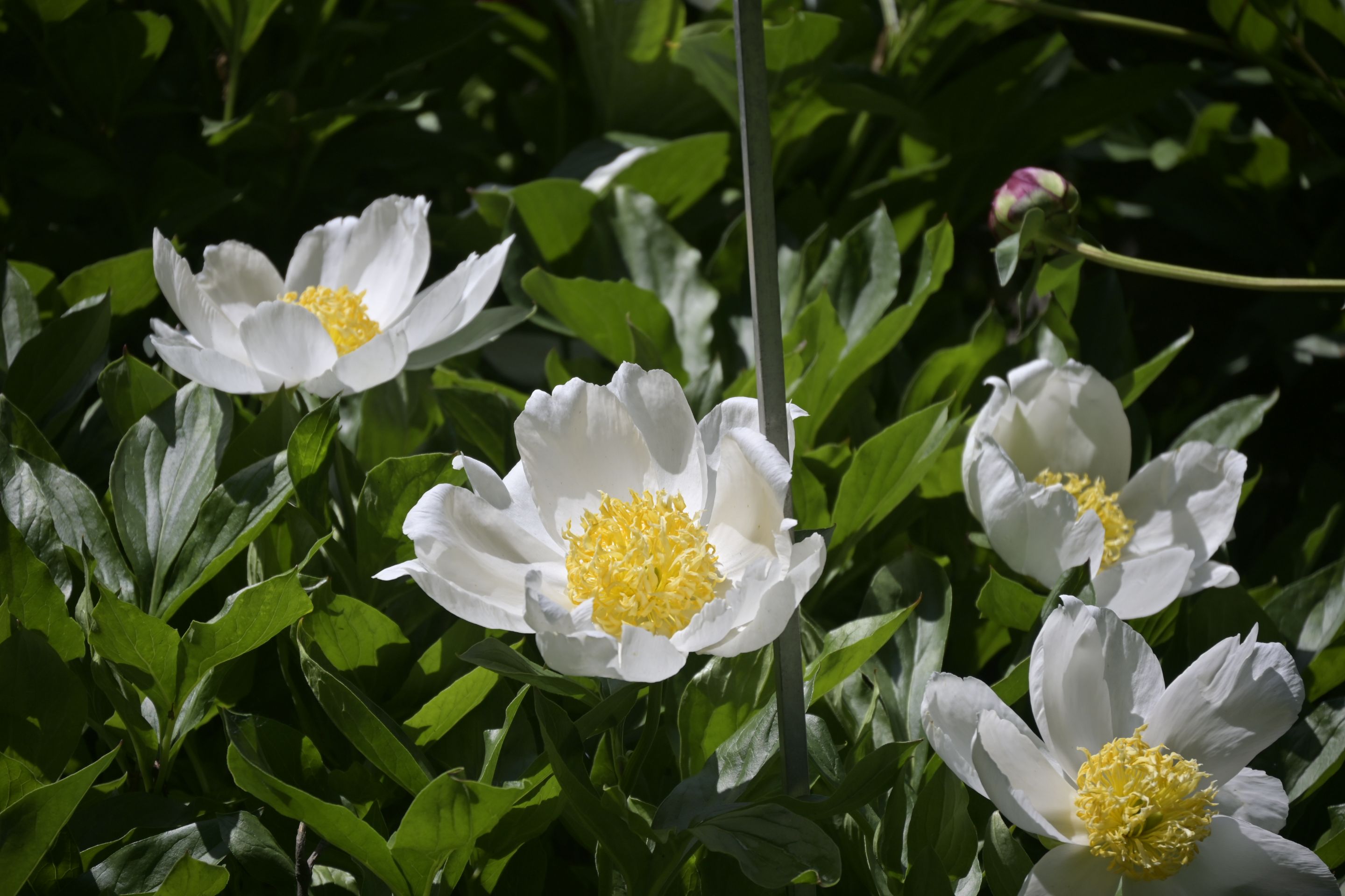 _DSC8009.JPG