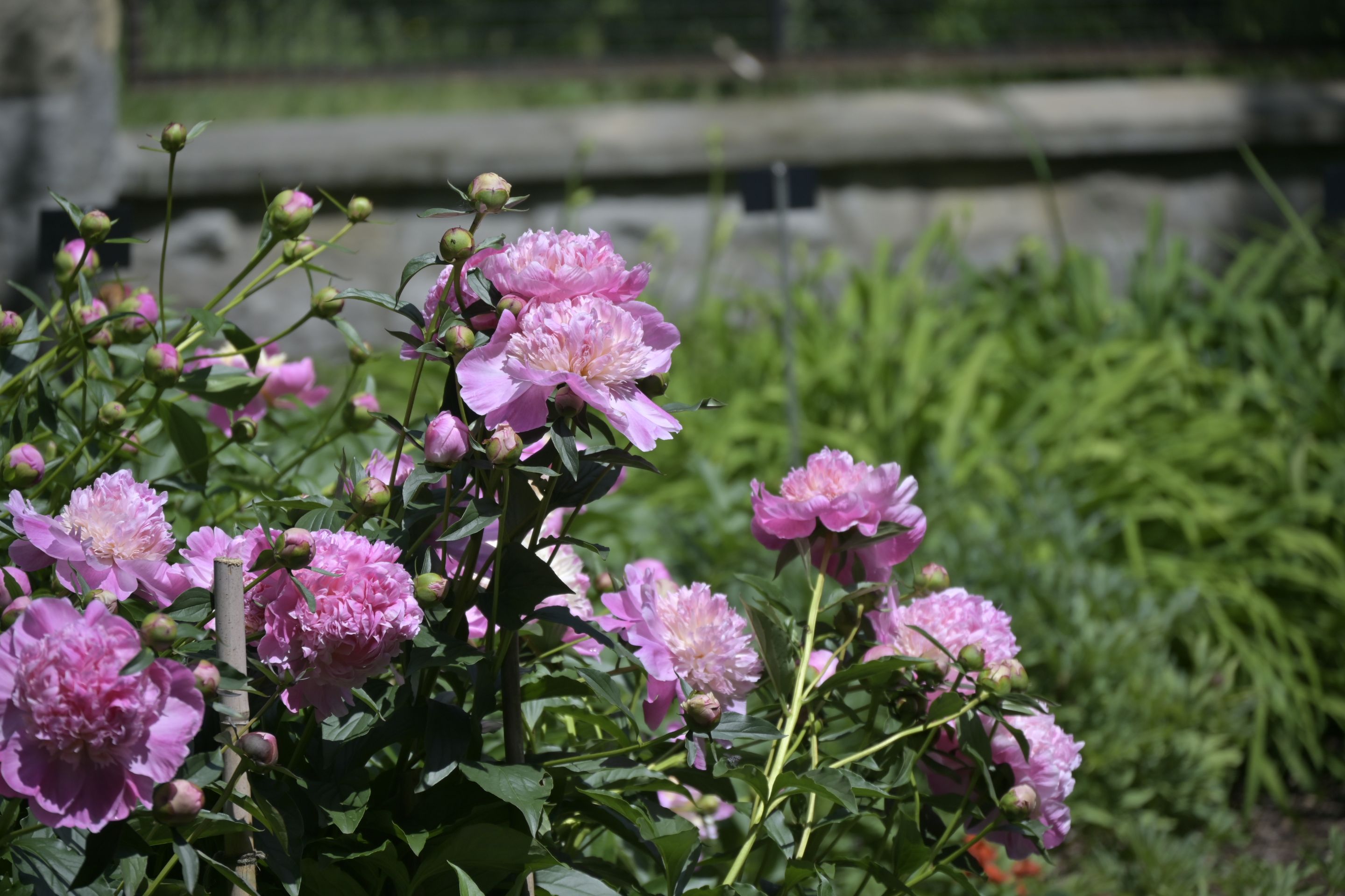 _DSC8000.JPG