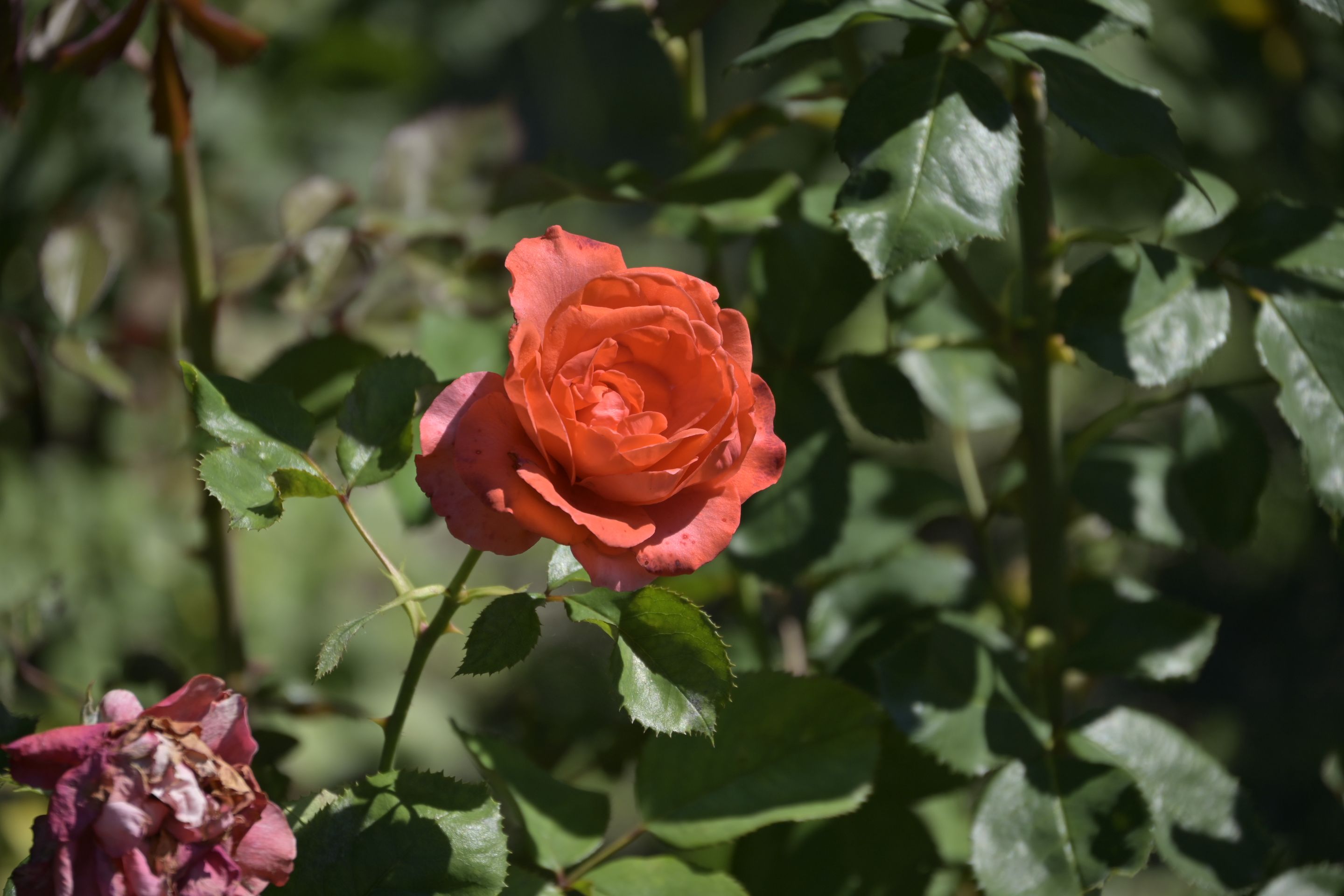_DSC8863.JPG