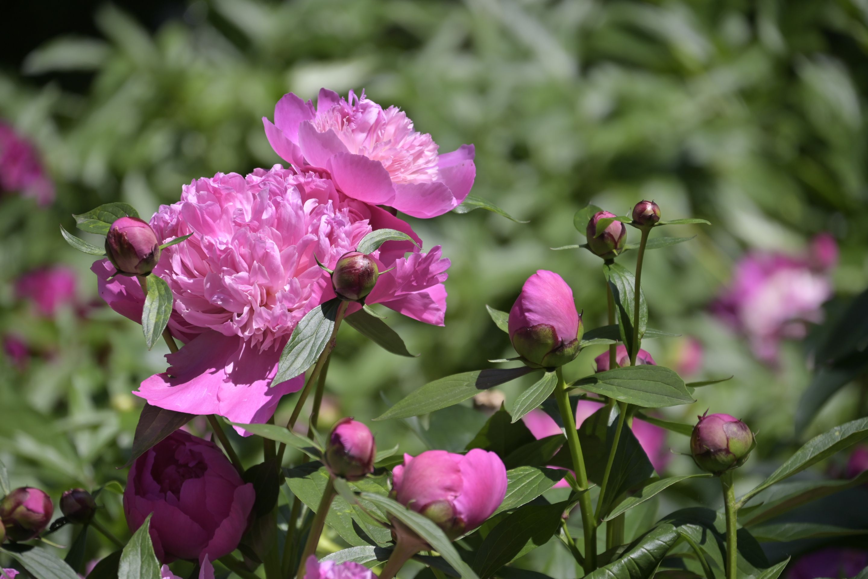 _DSC8003.JPG