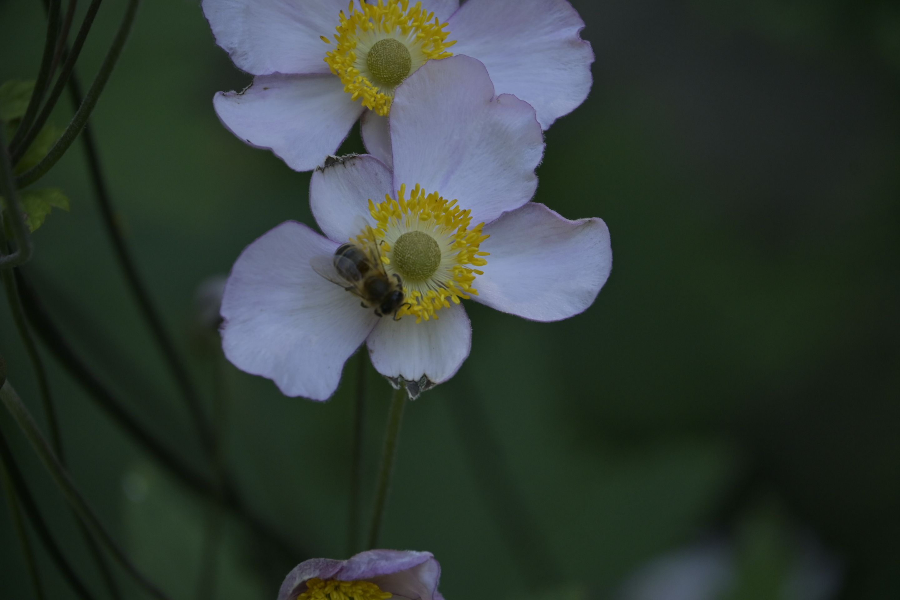 _DSC8786.JPG