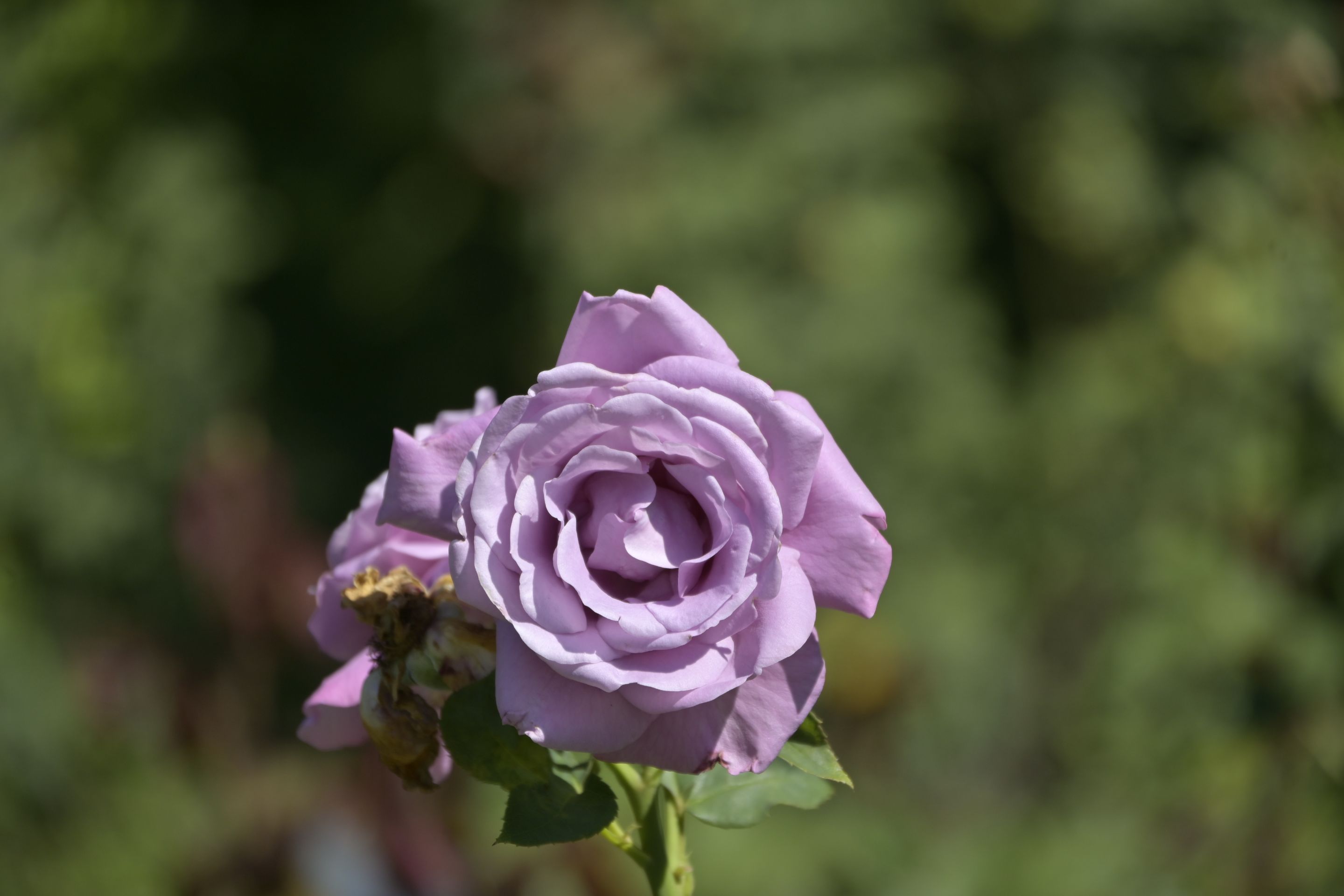 _DSC8862.JPG