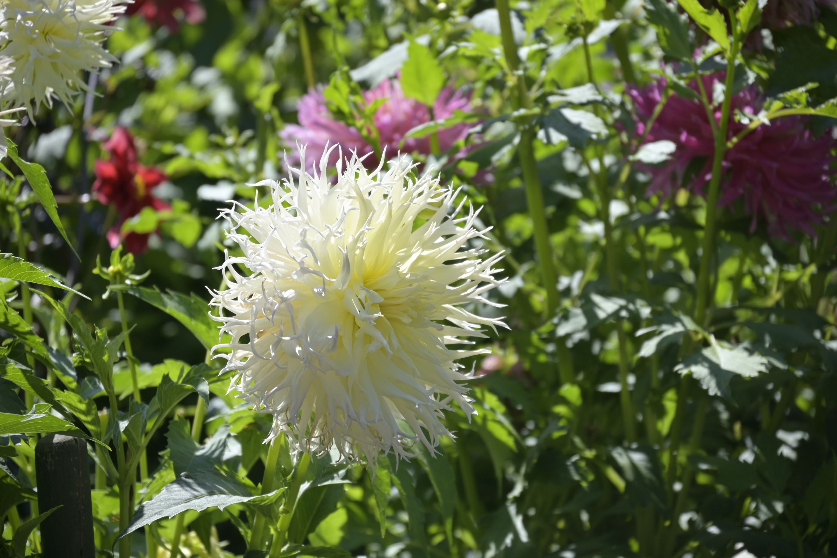 _DSC8852.JPG