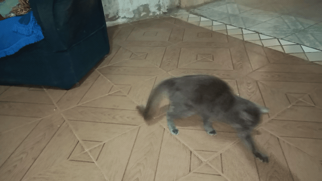 VID_20230128_09-1674943552232.gif