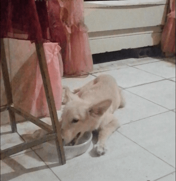 VID_20220122_20-1674944362793.gif
