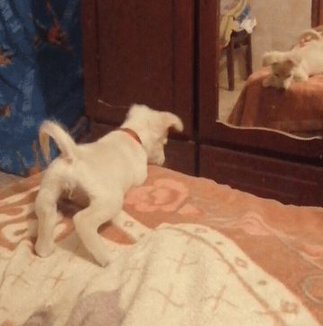 VID_20211007_16-1674944125353.gif