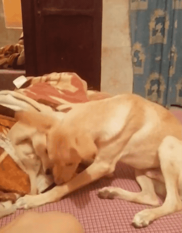 VID_20211022_18-1674944195697.gif