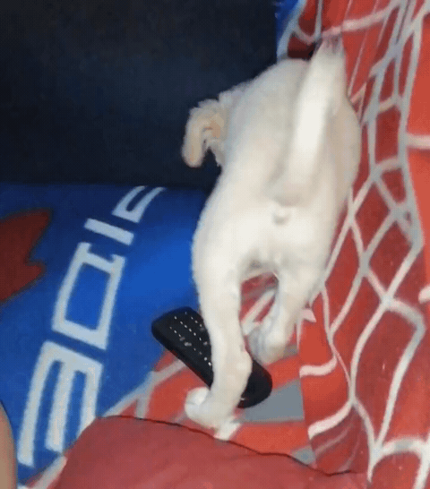 VID_20211006_21-1674943843751.gif