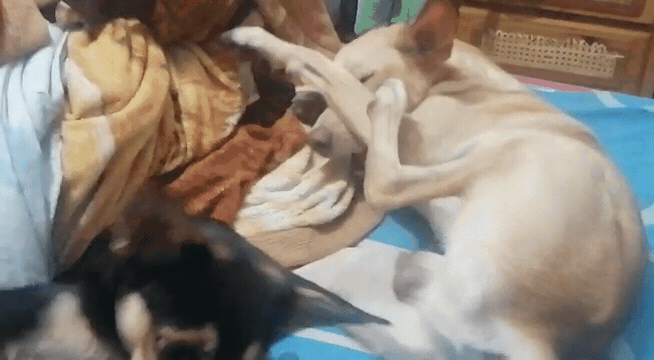VID-20221203-WA-1674943418748.gif