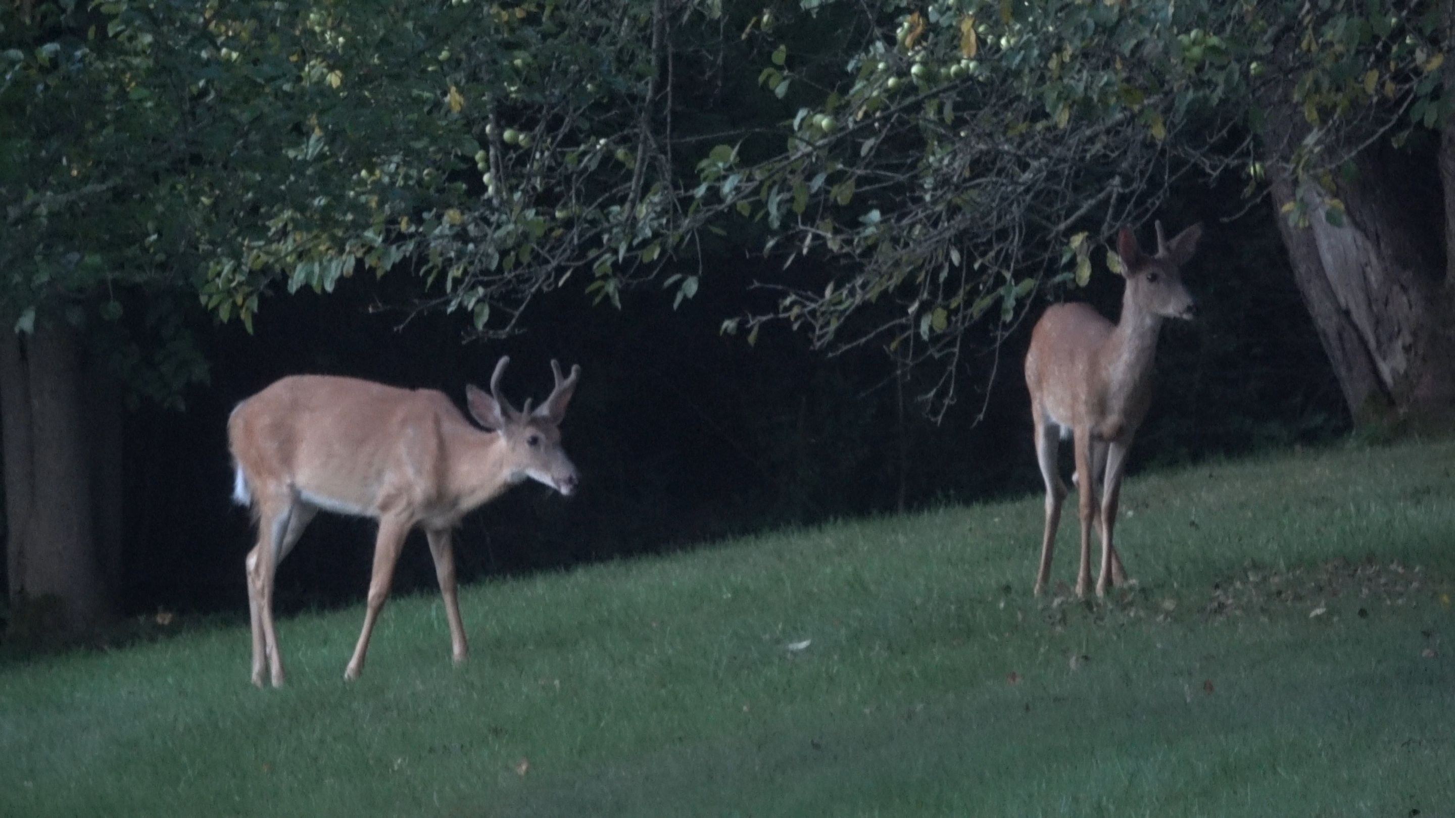 Deer2.JPG