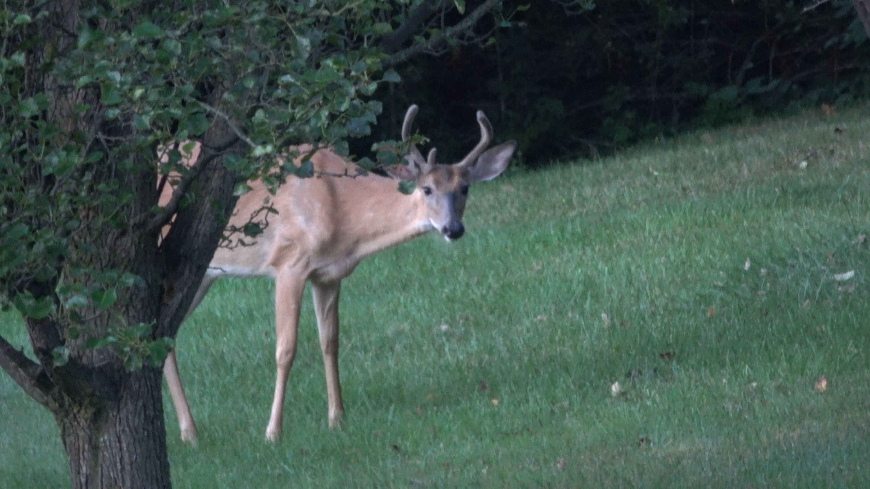 Deer3.JPG
