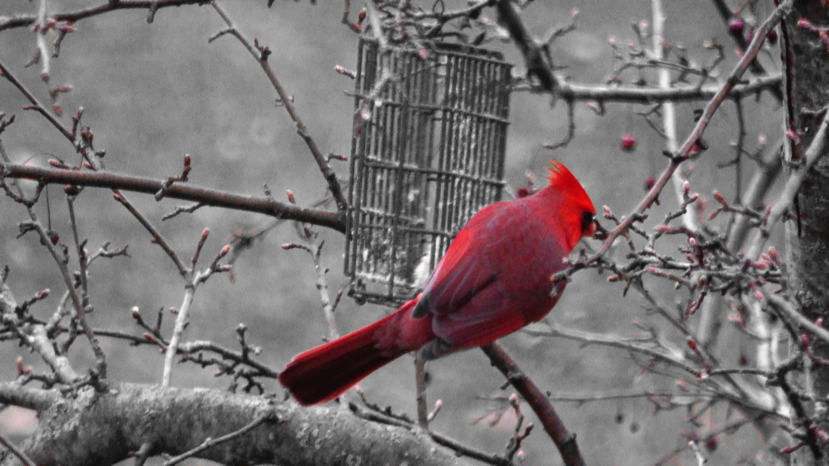 Cardinal10A.JPG