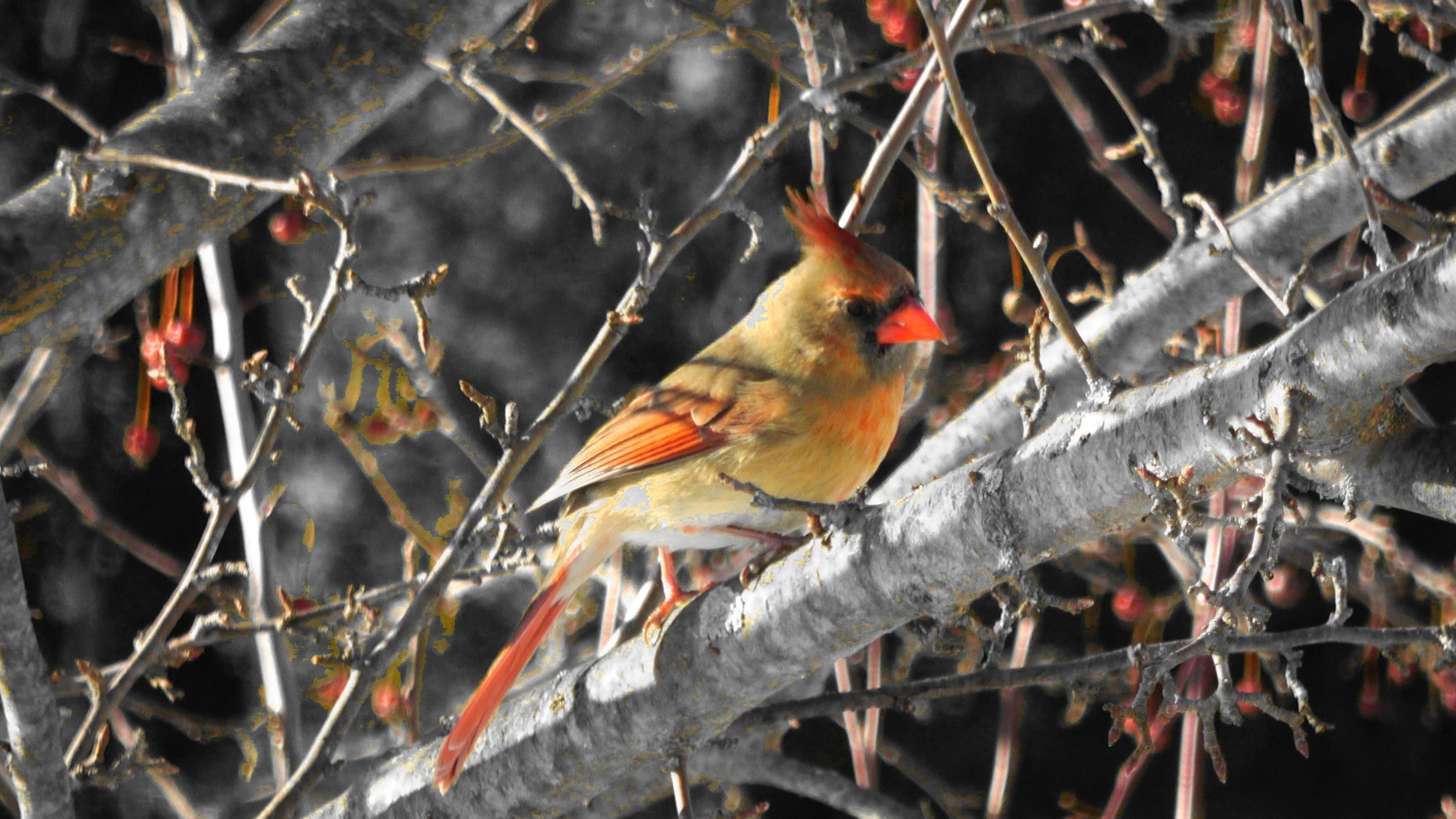 Cardinal2A.JPG