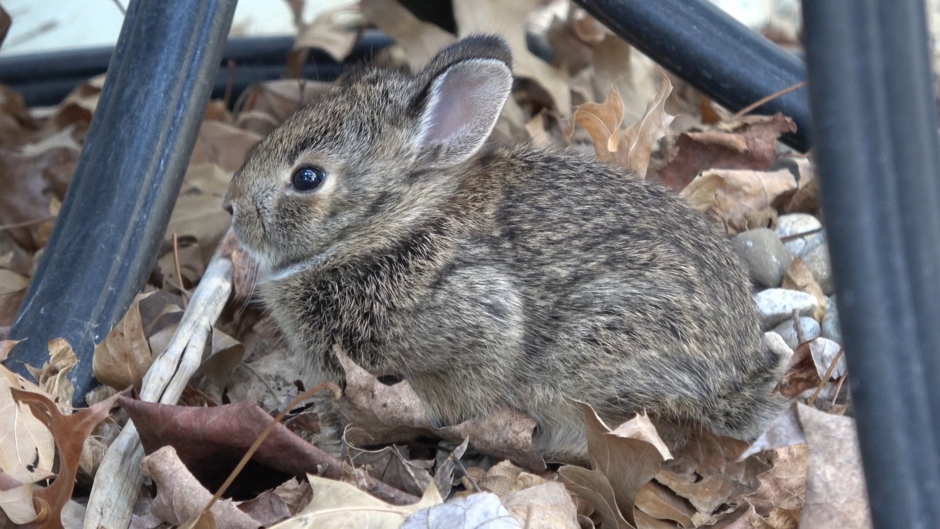 BabyBunny1.JPG