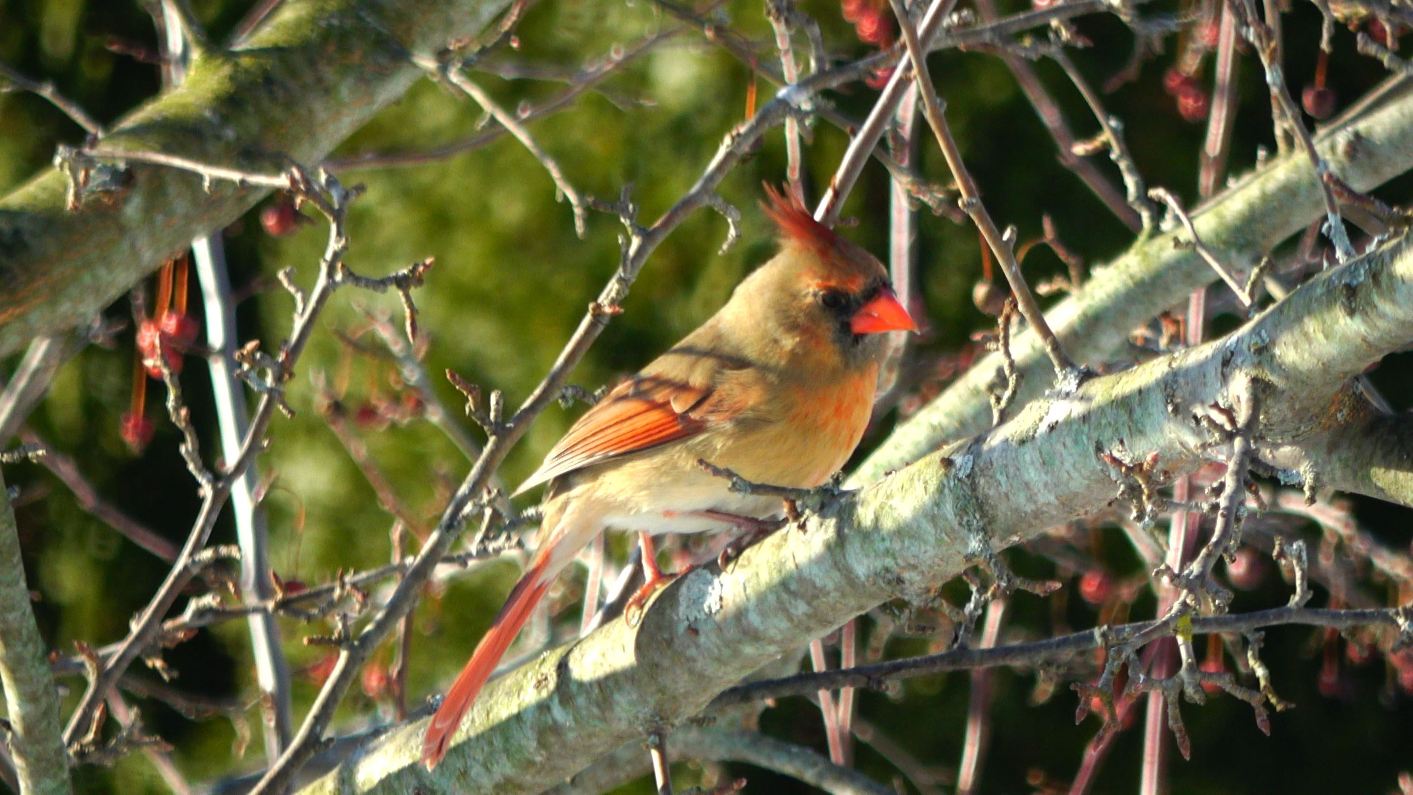 Cardinal2.JPG