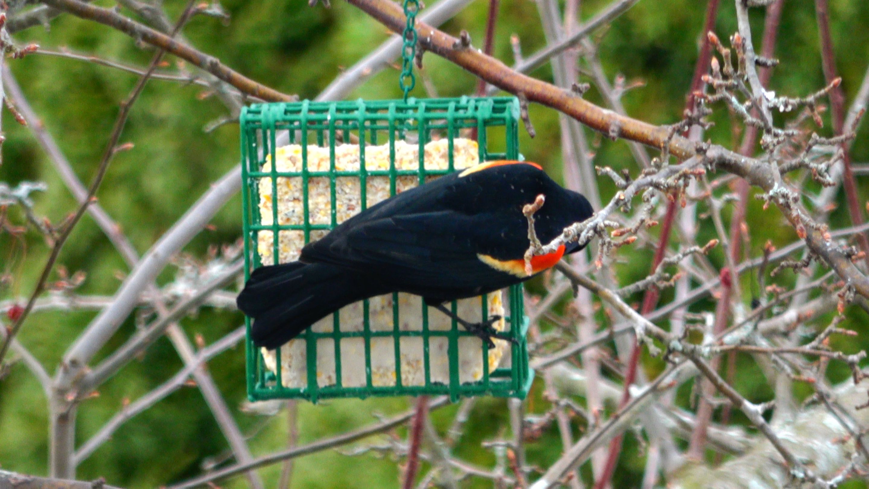 Red-winged Blackbird2.JPG