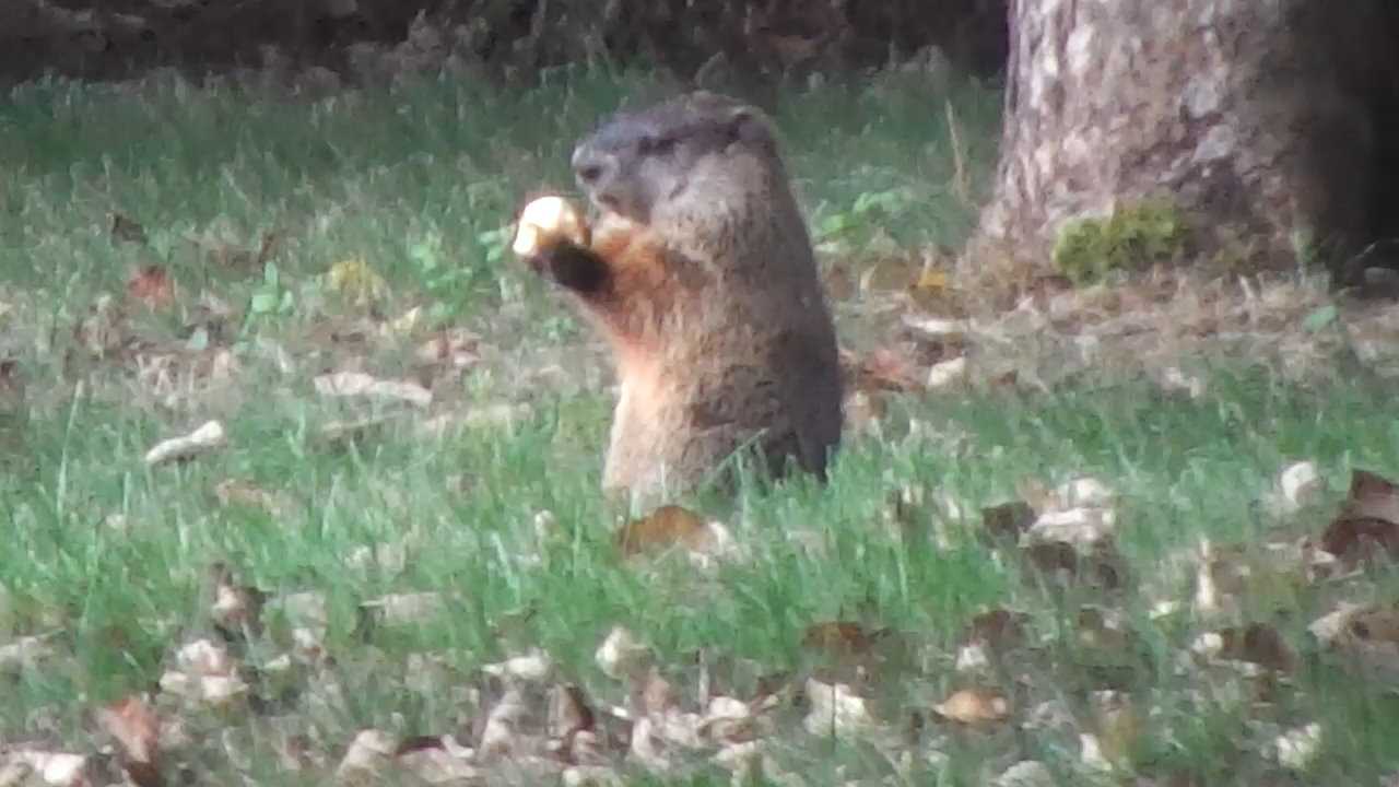Woodchuck2.JPG