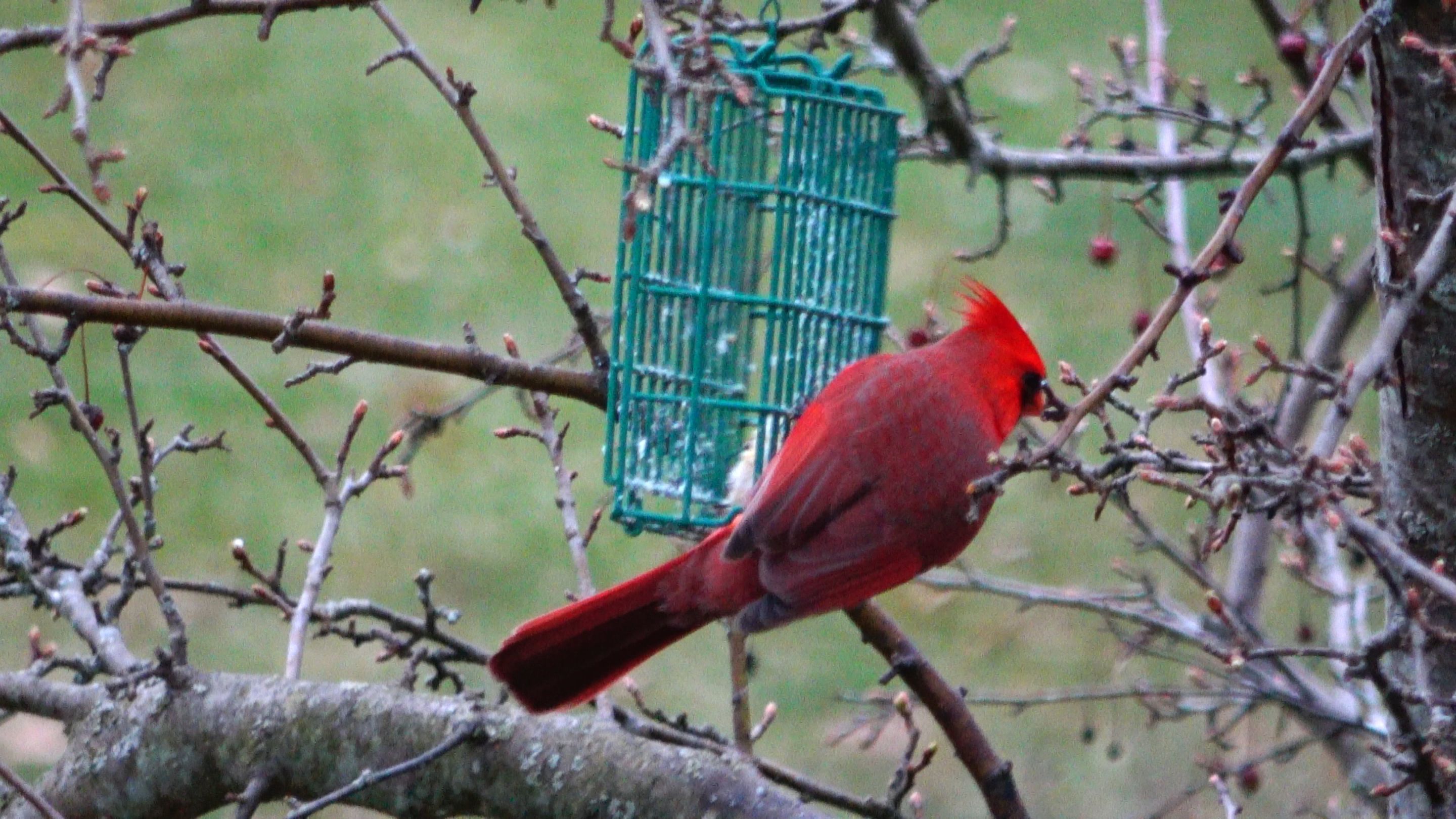 Cardinal10.JPG