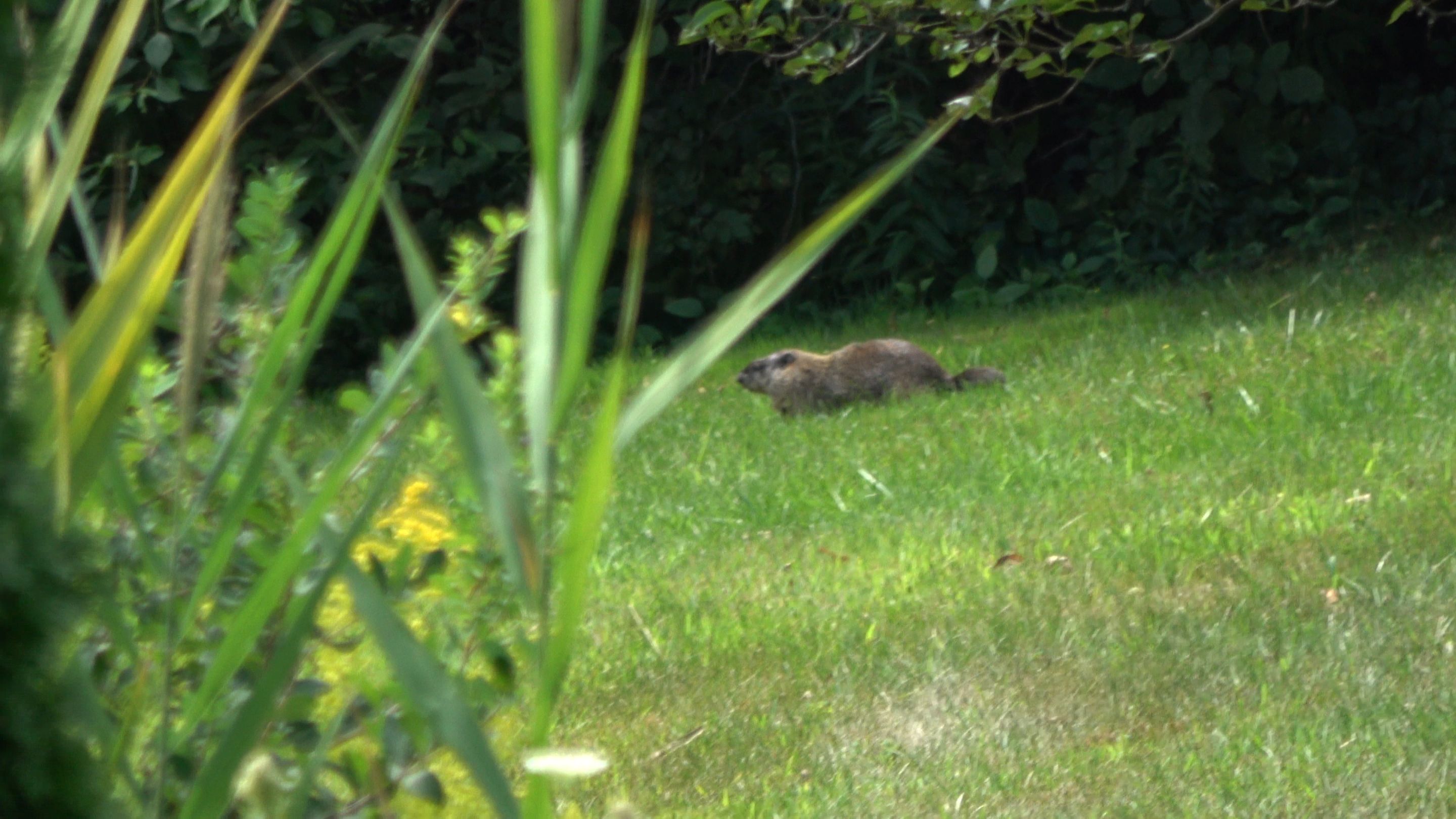 Woodchuck4.JPG