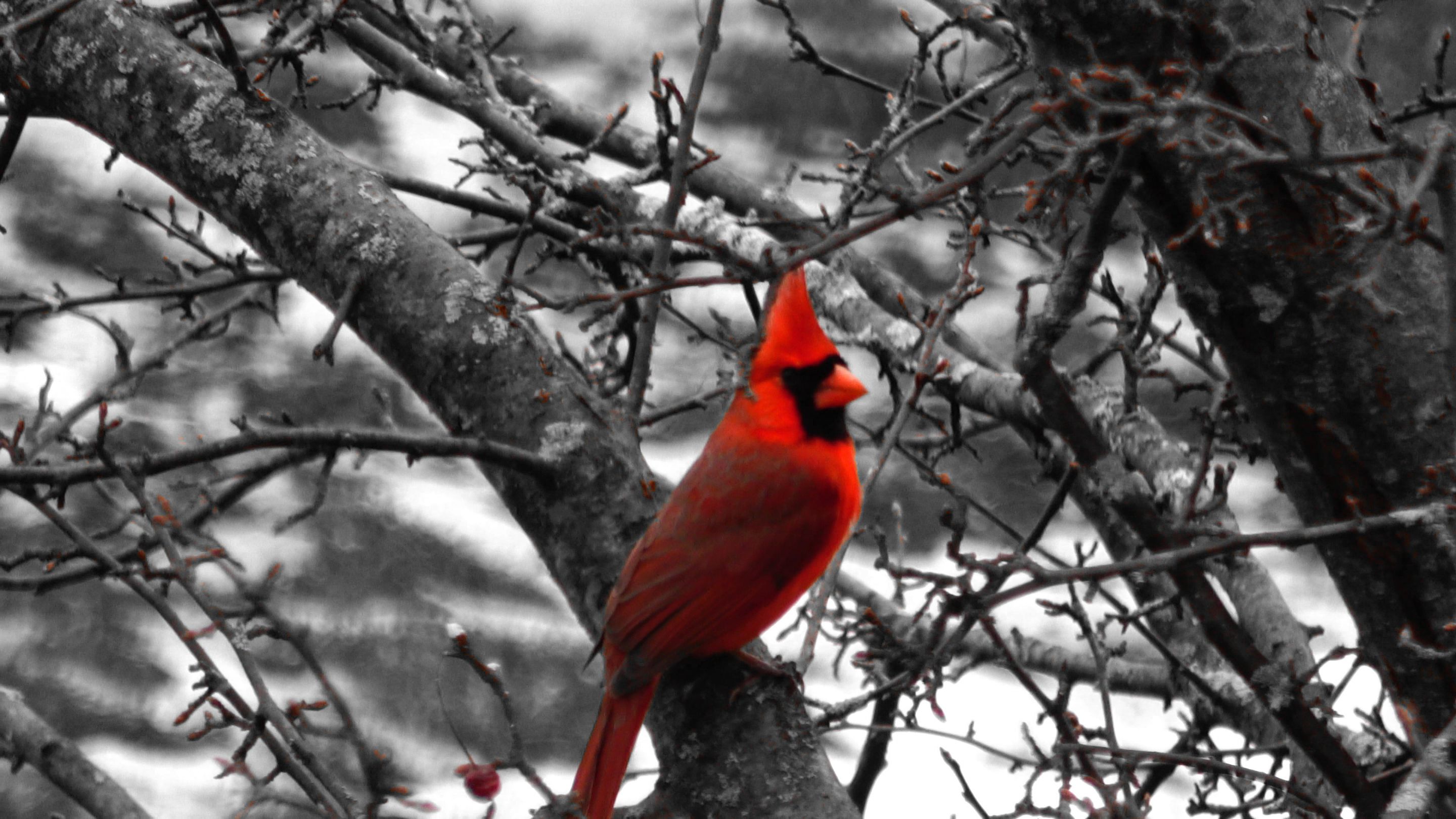Cardinal18A.JPG
